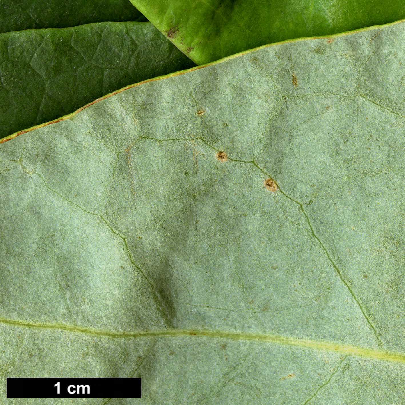 High resolution image: Family: Magnoliaceae - Genus: Magnolia - Taxon: decidua