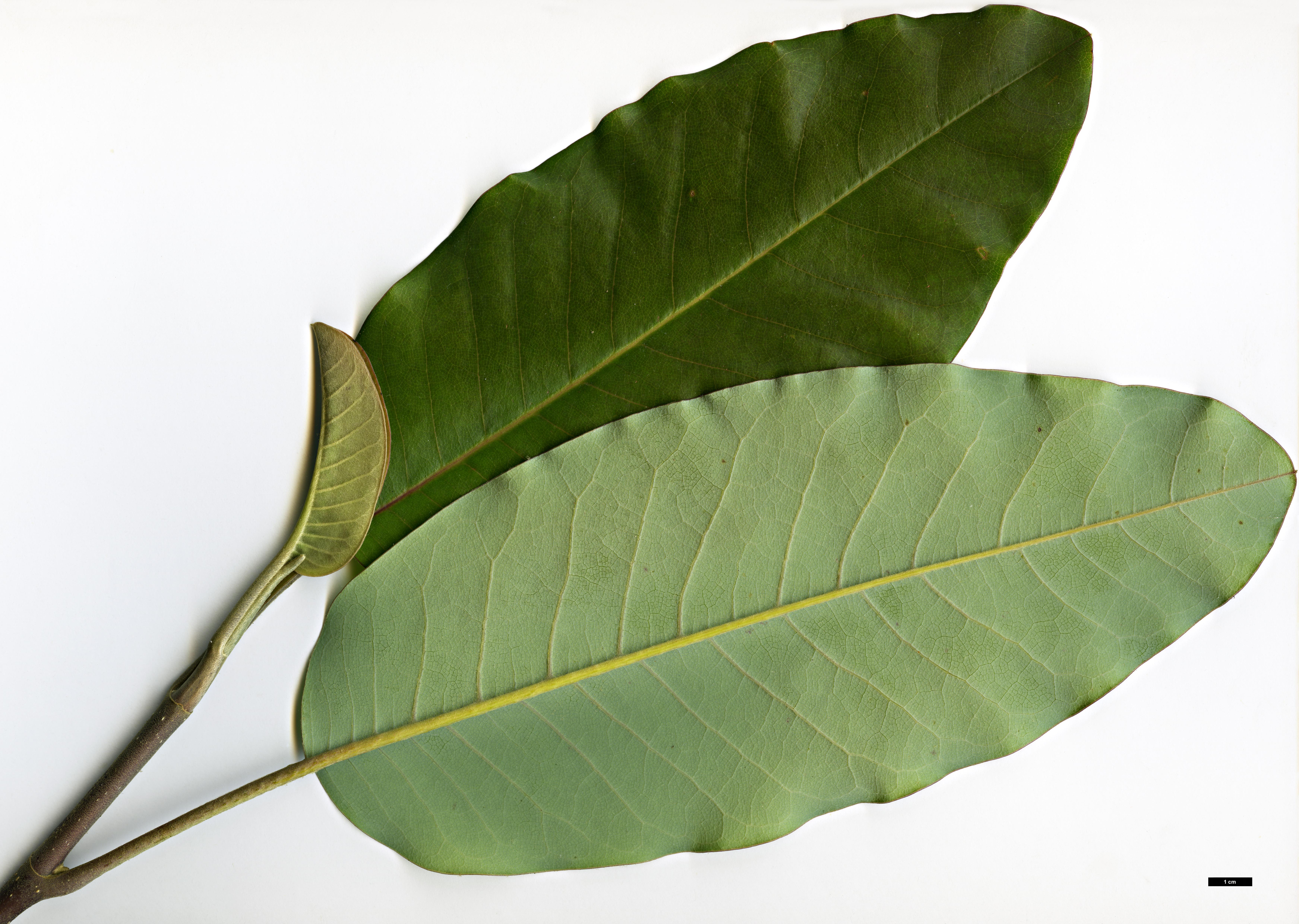 High resolution image: Family: Magnoliaceae - Genus: Magnolia - Taxon: delavayi