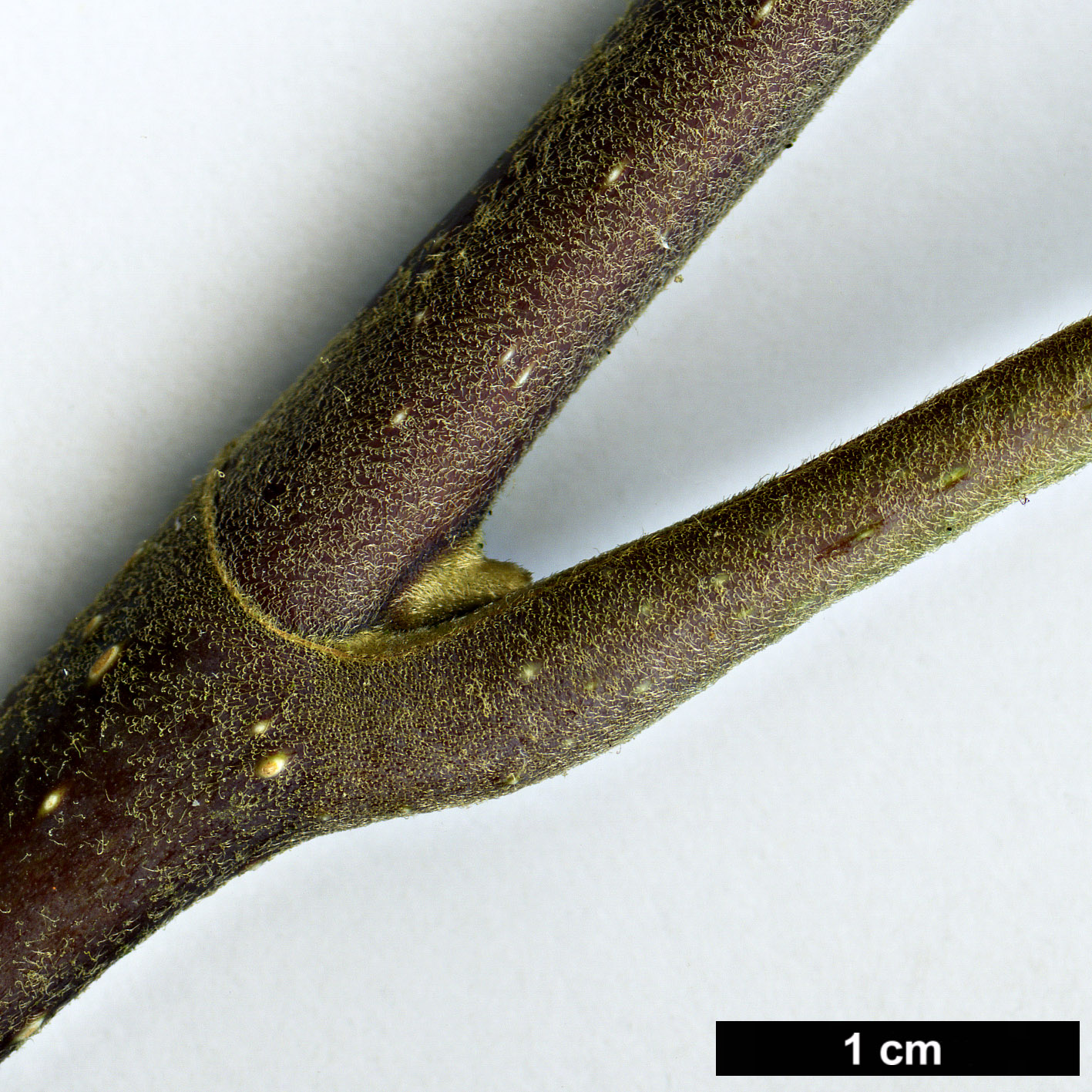 High resolution image: Family: Magnoliaceae - Genus: Magnolia - Taxon: delavayi