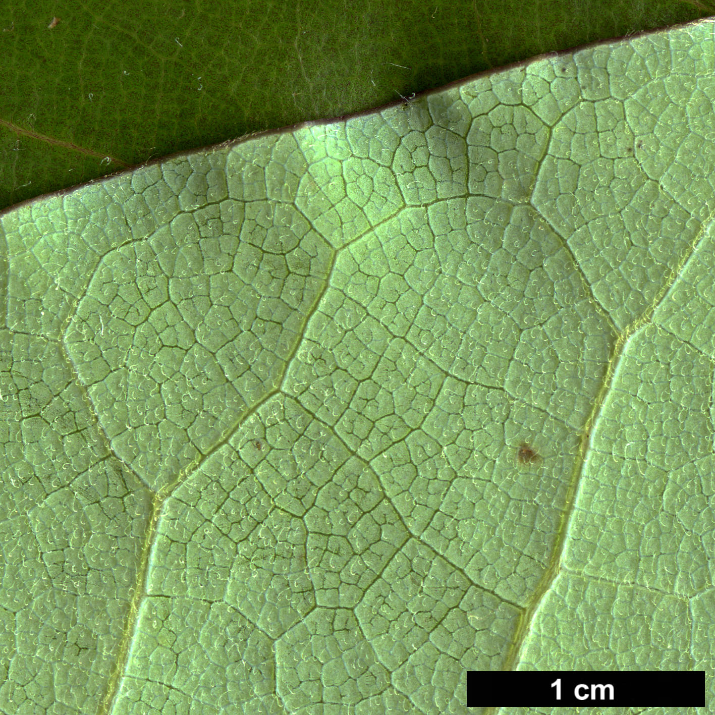 High resolution image: Family: Magnoliaceae - Genus: Magnolia - Taxon: delavayi