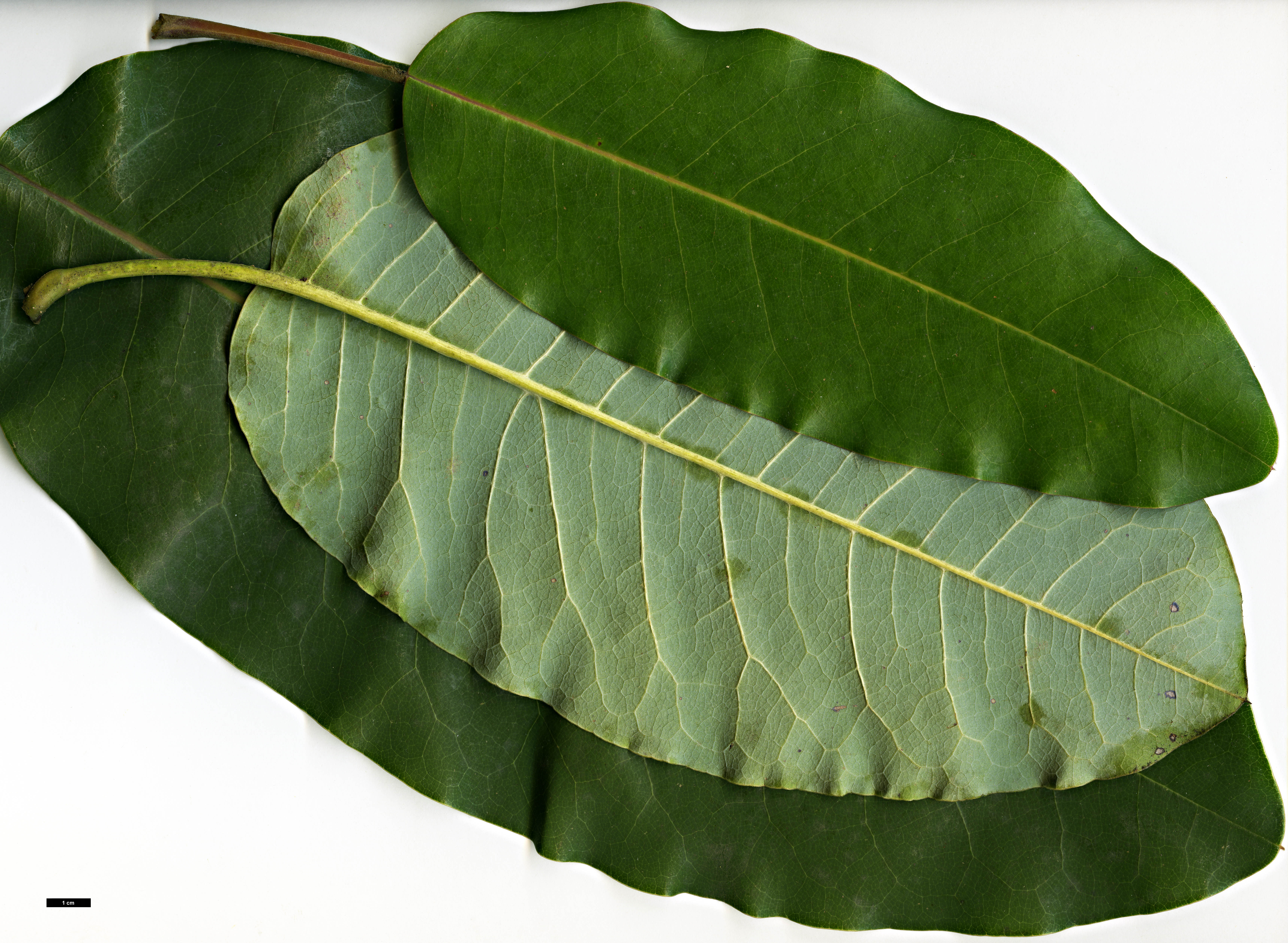 High resolution image: Family: Magnoliaceae - Genus: Magnolia - Taxon: delavayi