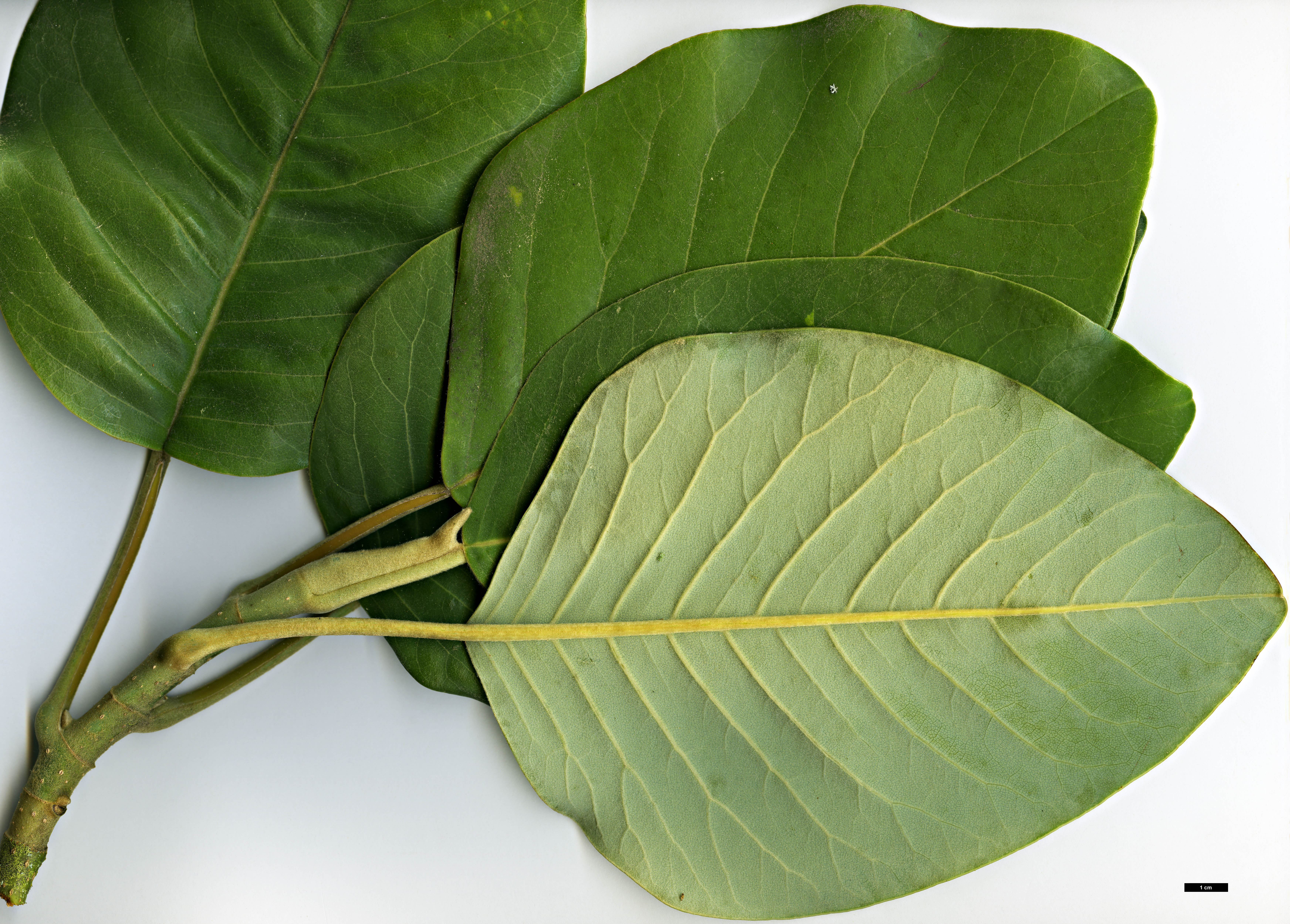 High resolution image: Family: Magnoliaceae - Genus: Magnolia - Taxon: delavayi