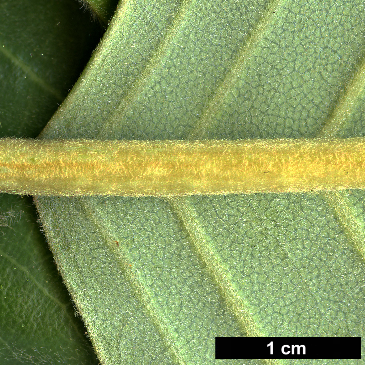 High resolution image: Family: Magnoliaceae - Genus: Magnolia - Taxon: delavayi