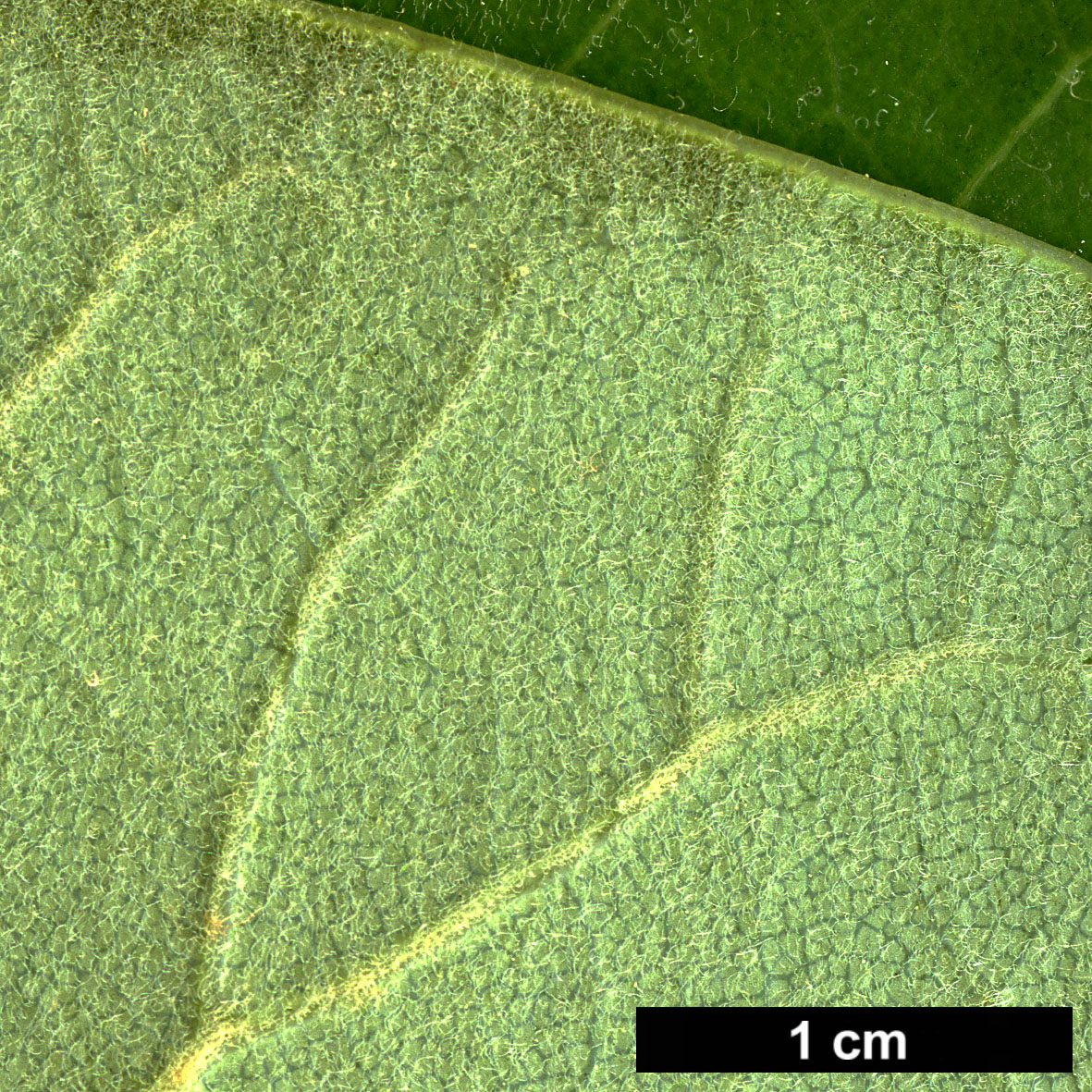 High resolution image: Family: Magnoliaceae - Genus: Magnolia - Taxon: delavayi