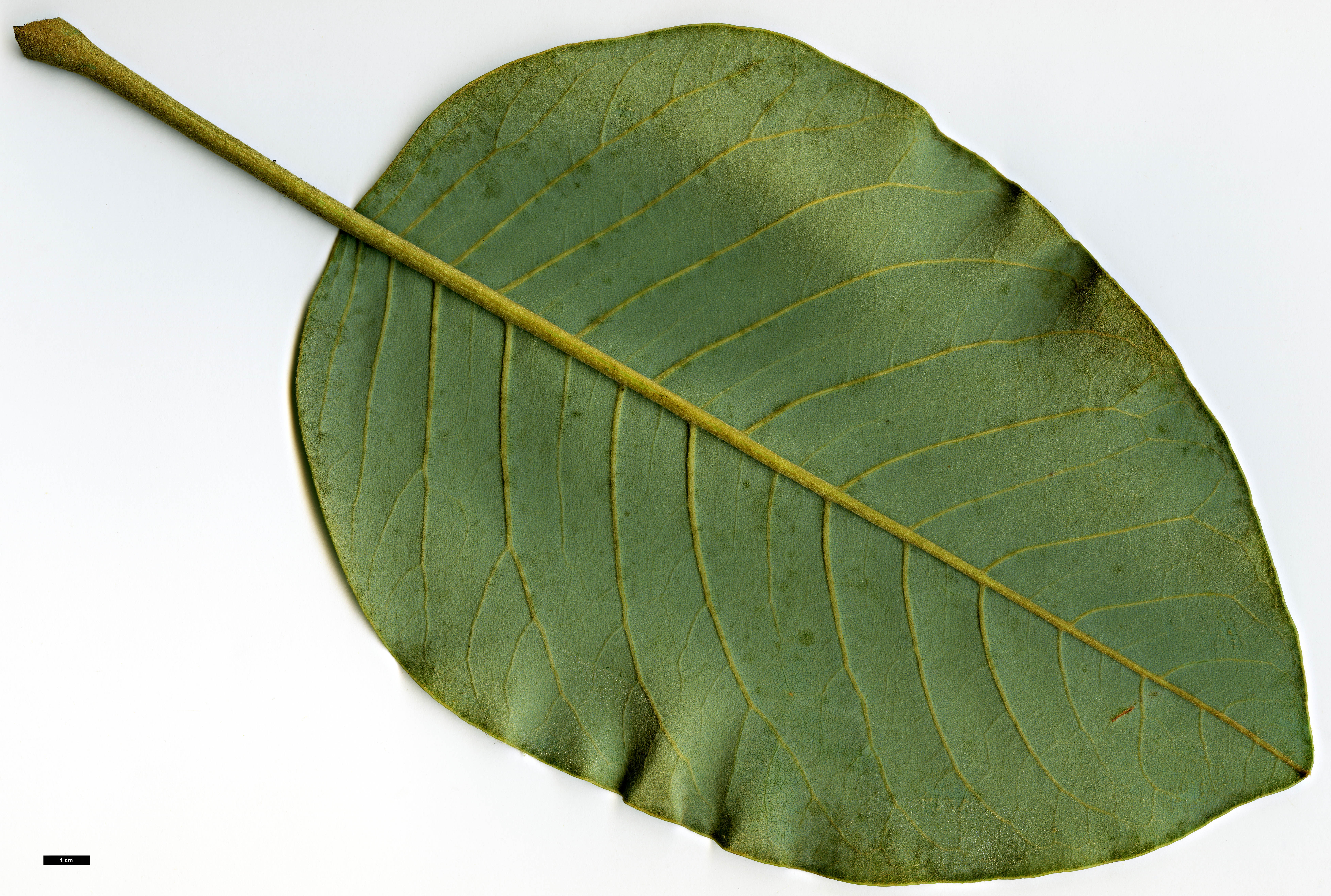 High resolution image: Family: Magnoliaceae - Genus: Magnolia - Taxon: delavayi