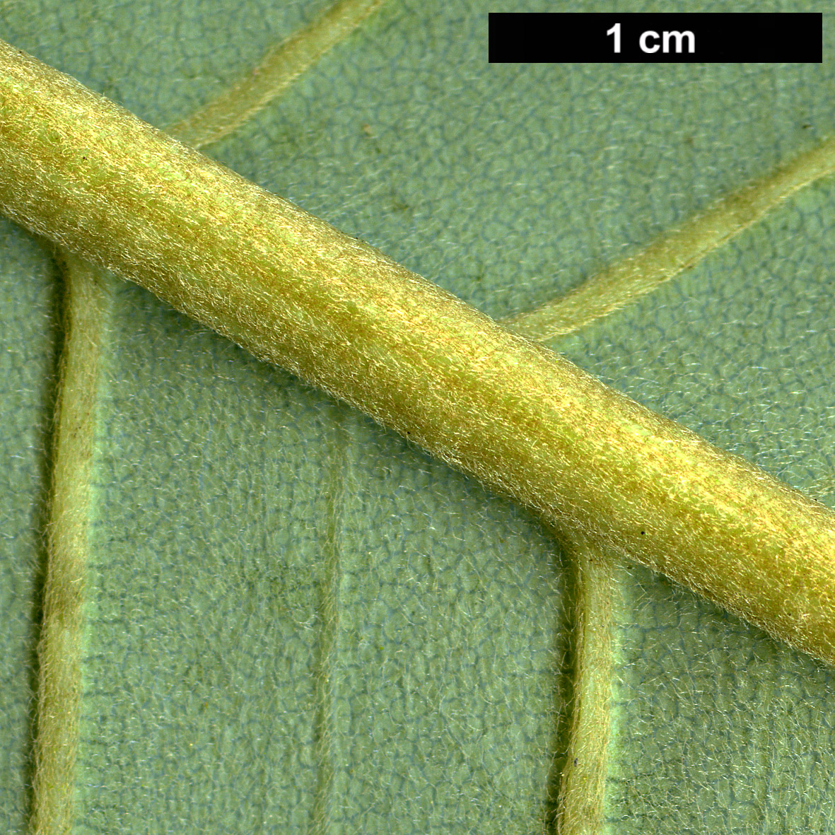 High resolution image: Family: Magnoliaceae - Genus: Magnolia - Taxon: delavayi