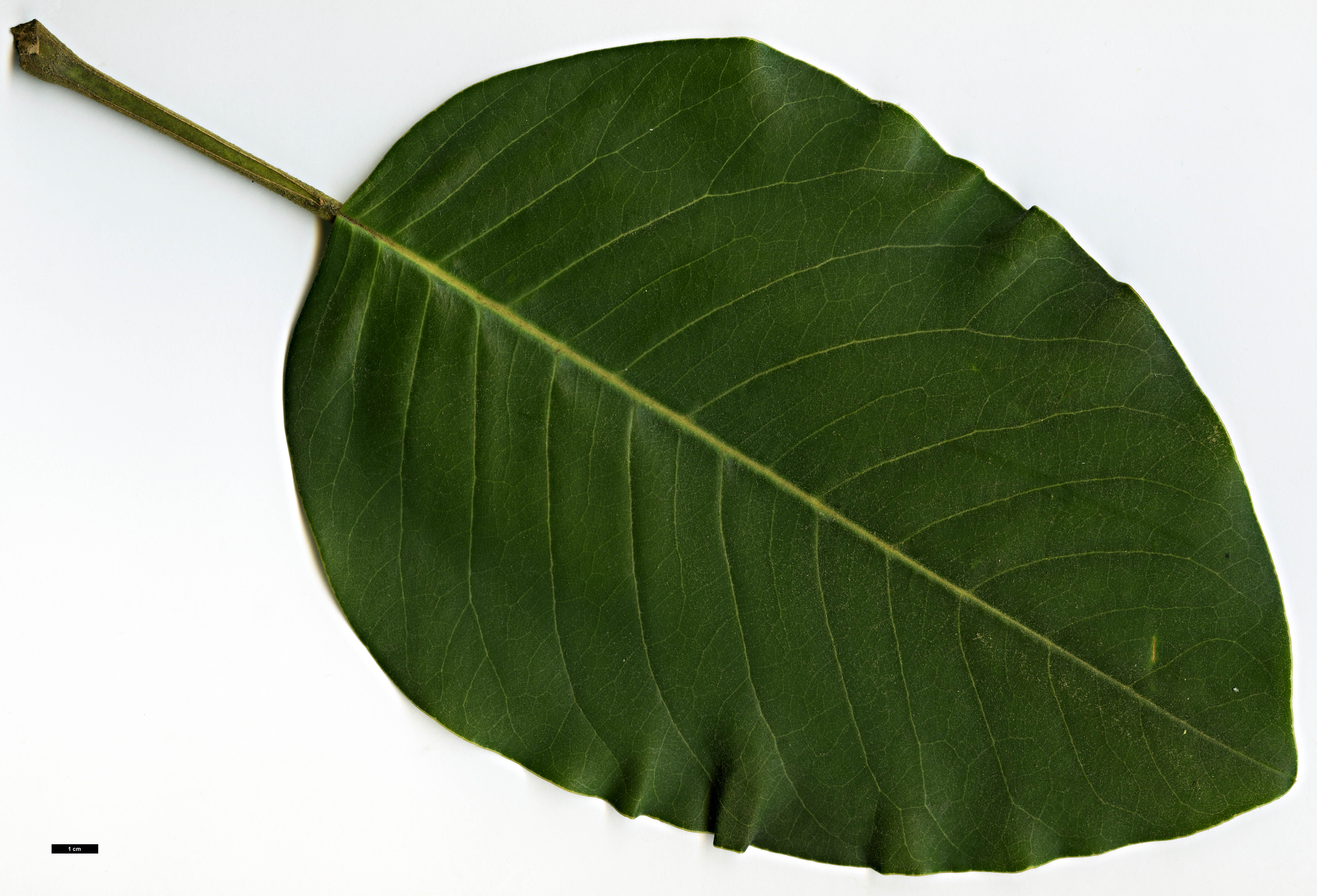 High resolution image: Family: Magnoliaceae - Genus: Magnolia - Taxon: delavayi