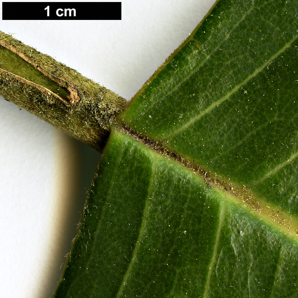 High resolution image: Family: Magnoliaceae - Genus: Magnolia - Taxon: delavayi