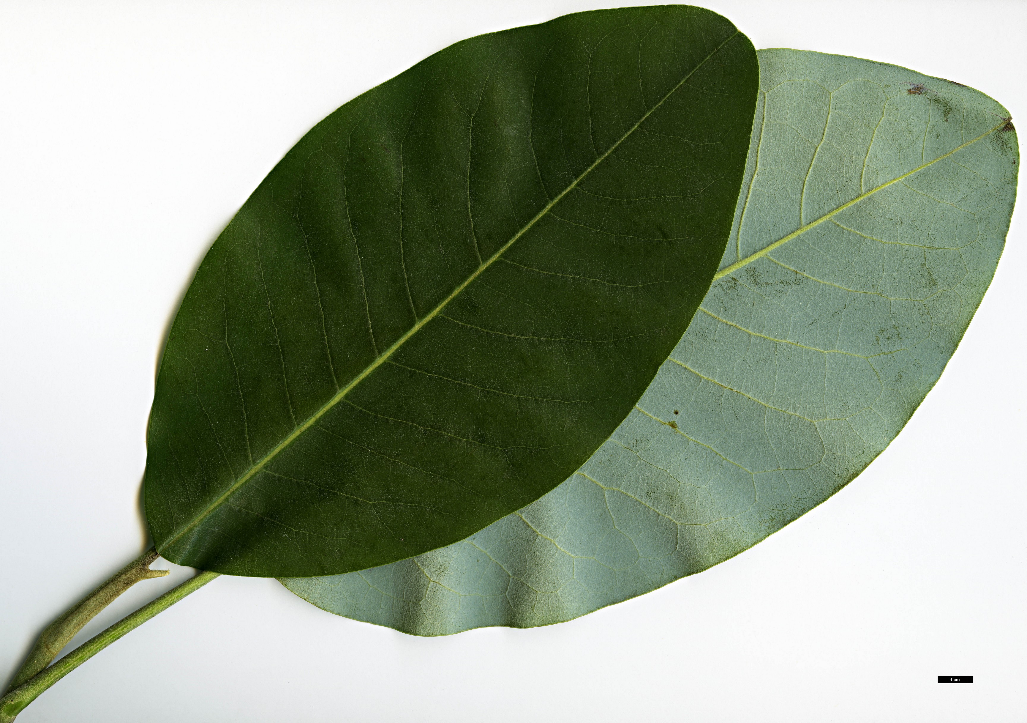 High resolution image: Family: Magnoliaceae - Genus: Magnolia - Taxon: delavayi