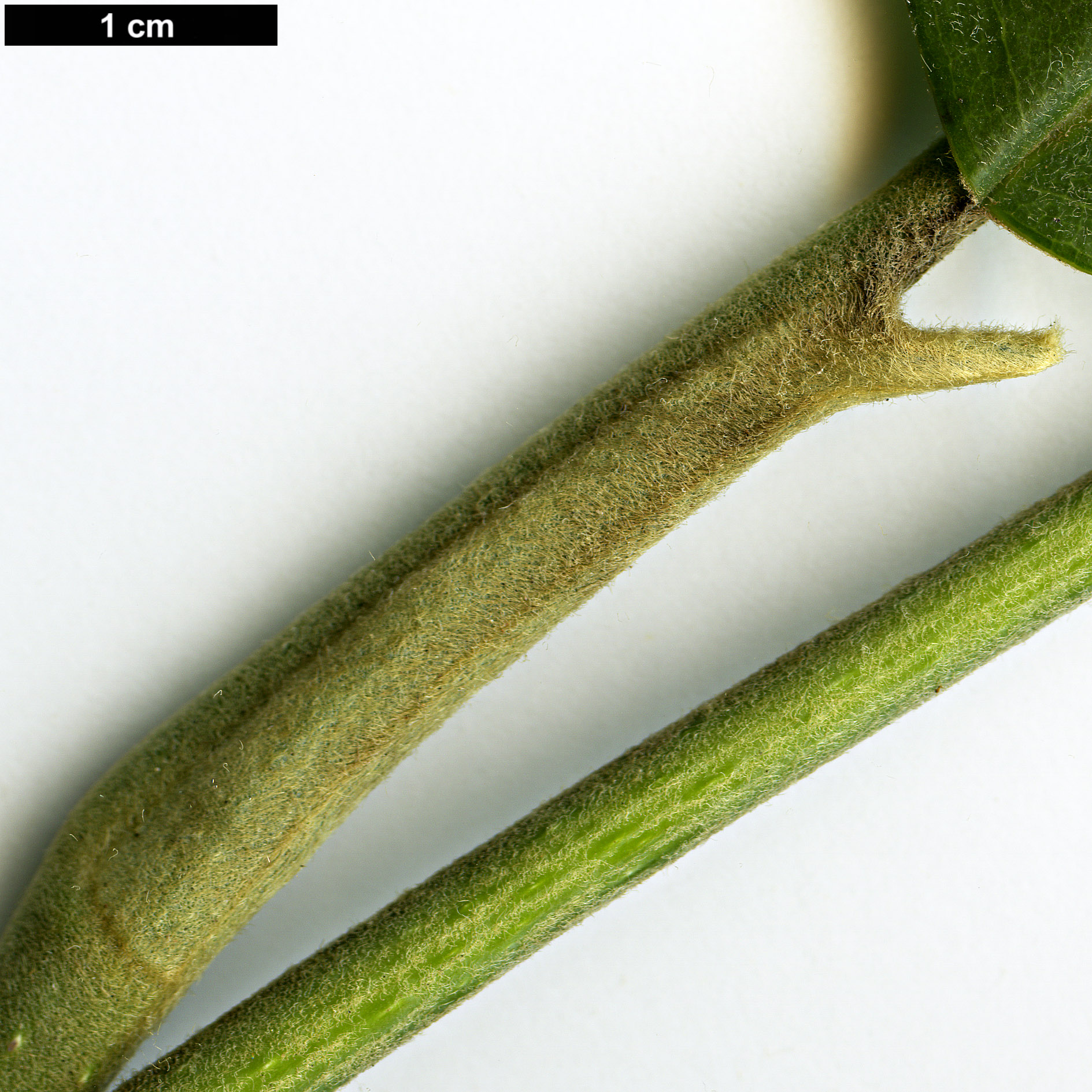 High resolution image: Family: Magnoliaceae - Genus: Magnolia - Taxon: delavayi