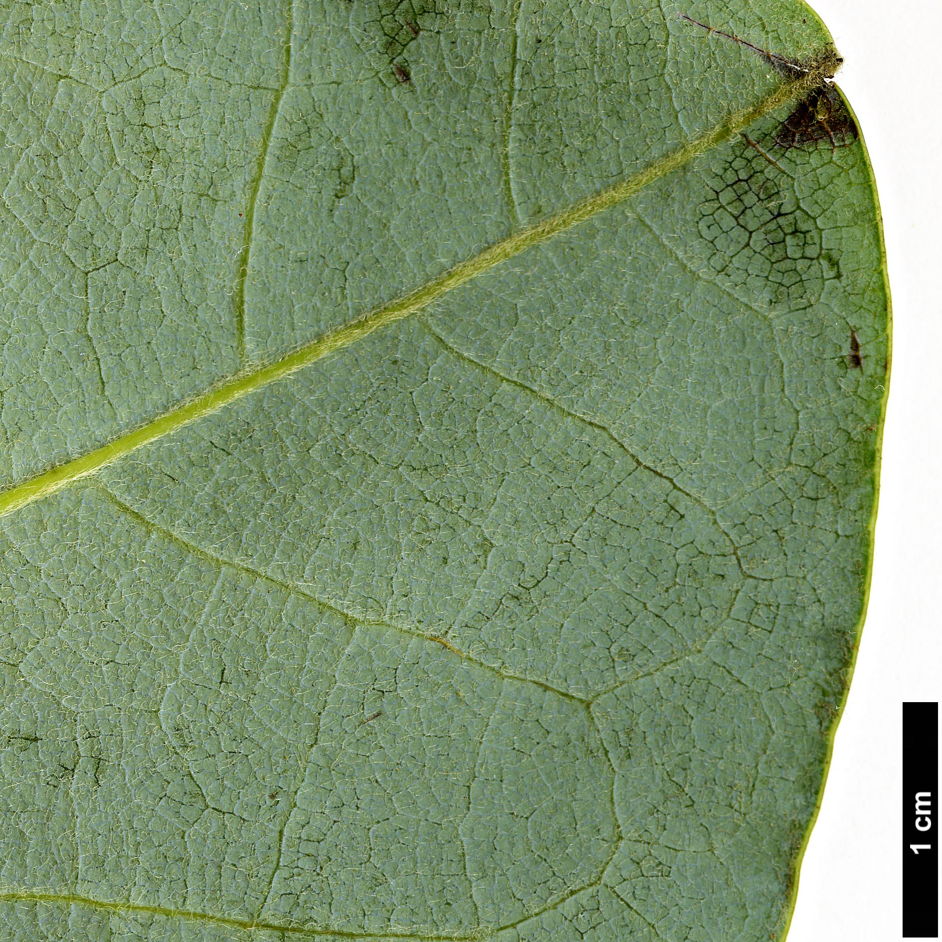 High resolution image: Family: Magnoliaceae - Genus: Magnolia - Taxon: delavayi