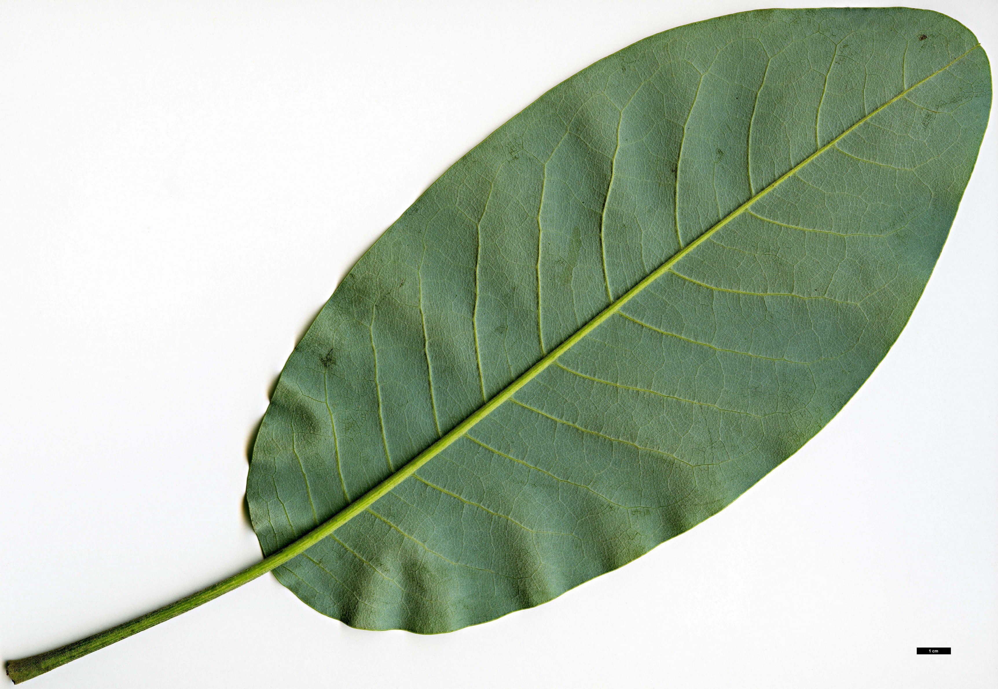 High resolution image: Family: Magnoliaceae - Genus: Magnolia - Taxon: delavayi