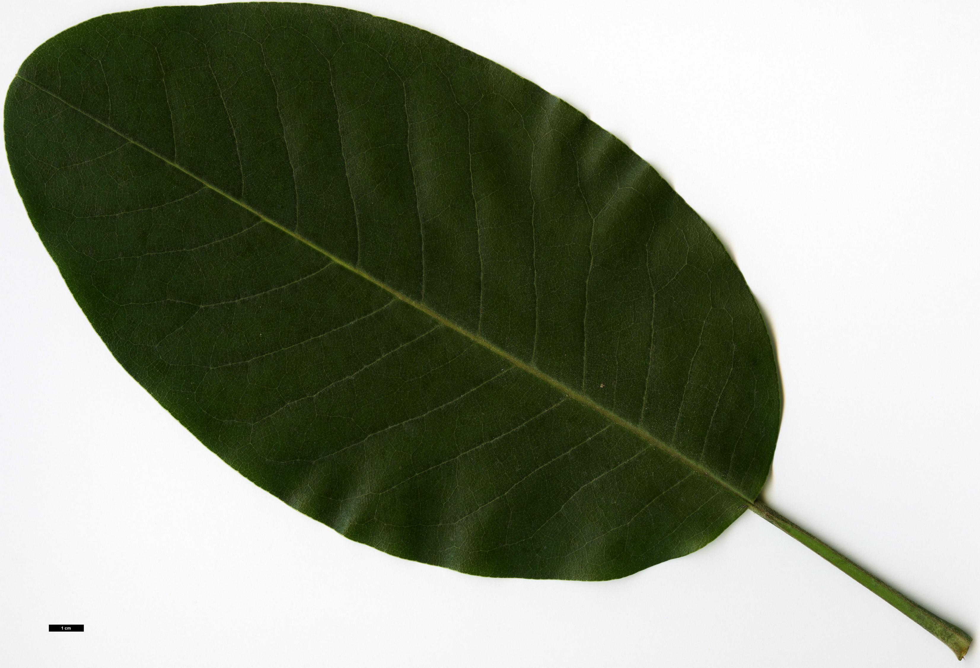 High resolution image: Family: Magnoliaceae - Genus: Magnolia - Taxon: delavayi