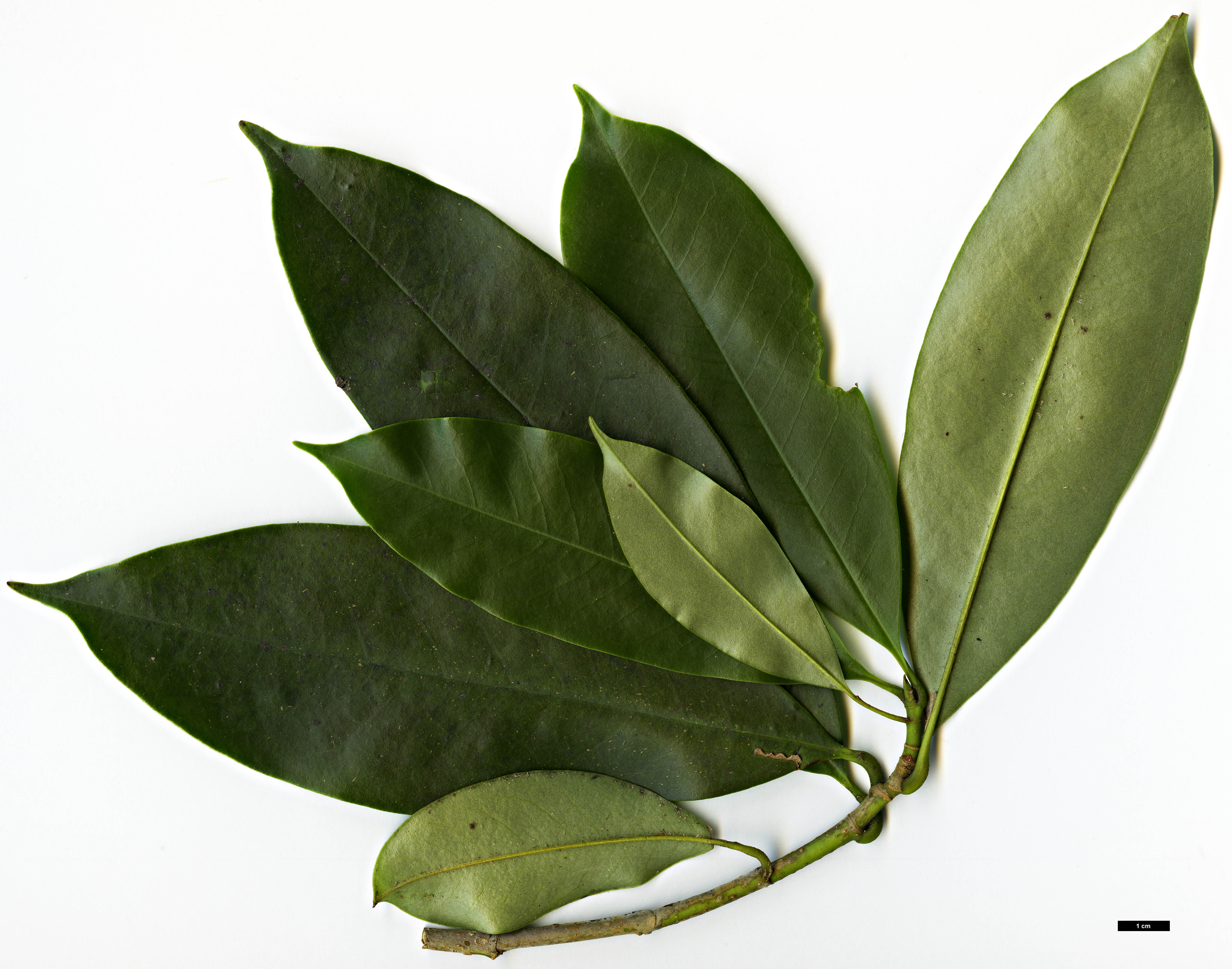 High resolution image: Family: Magnoliaceae - Genus: Magnolia - Taxon: forrestii High resolution image: Family: Magnoliaceae - Genus: Magnolia - Taxon: forrestii