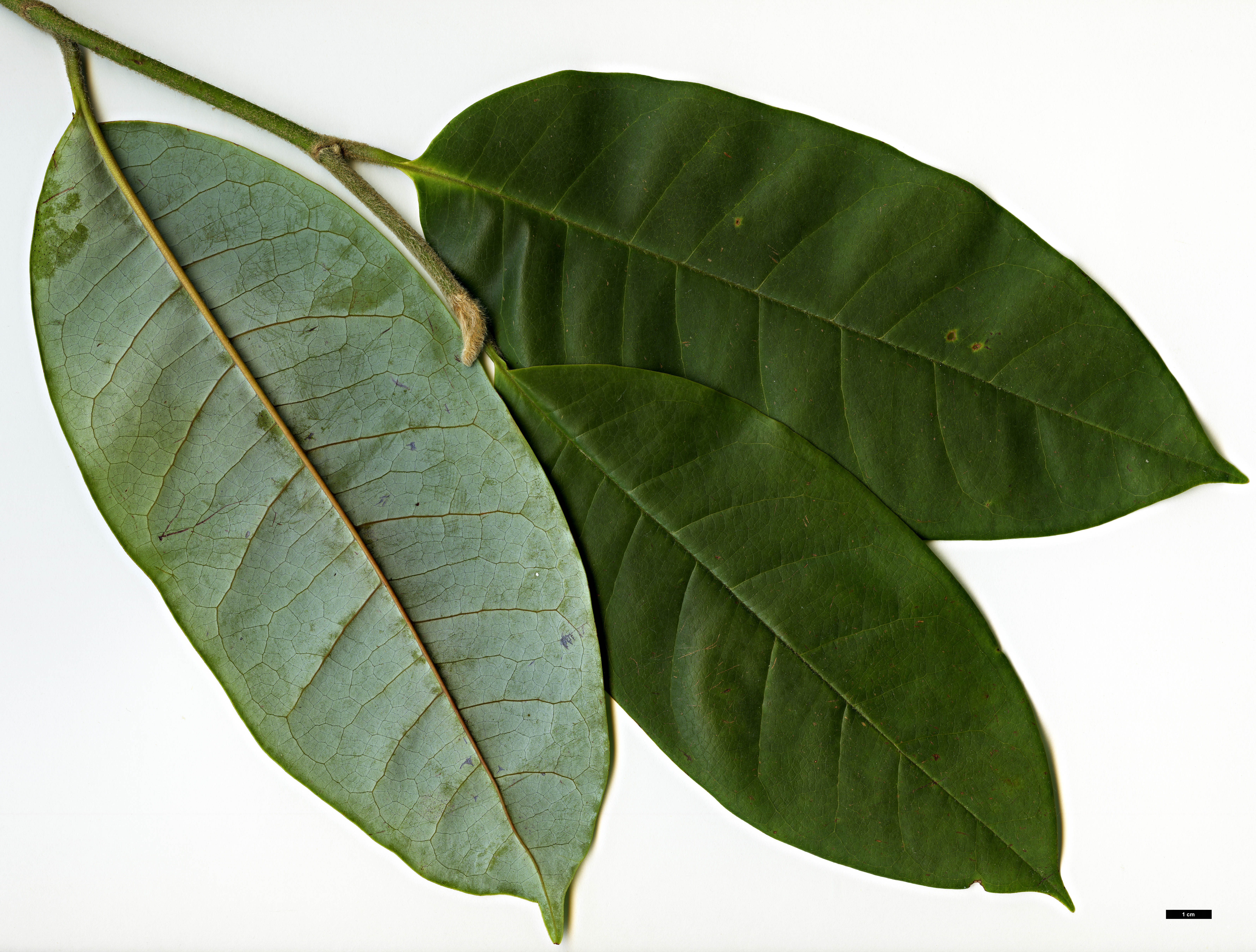 High resolution image: Family: Magnoliaceae - Genus: Magnolia - Taxon: fulva High resolution image: Family: Magnoliaceae - Genus: Magnolia - Taxon: fulva