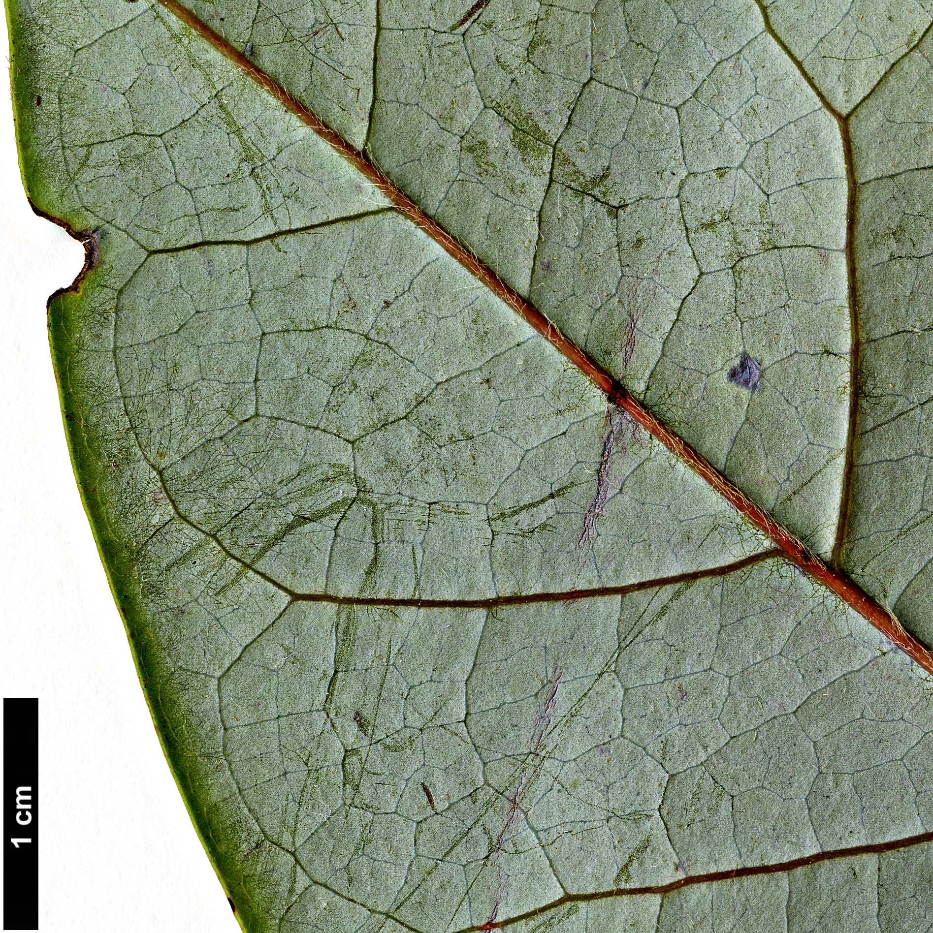 High resolution image: Family: Magnoliaceae - Genus: Magnolia - Taxon: fulva High resolution image: Family: Magnoliaceae - Genus: Magnolia - Taxon: fulva