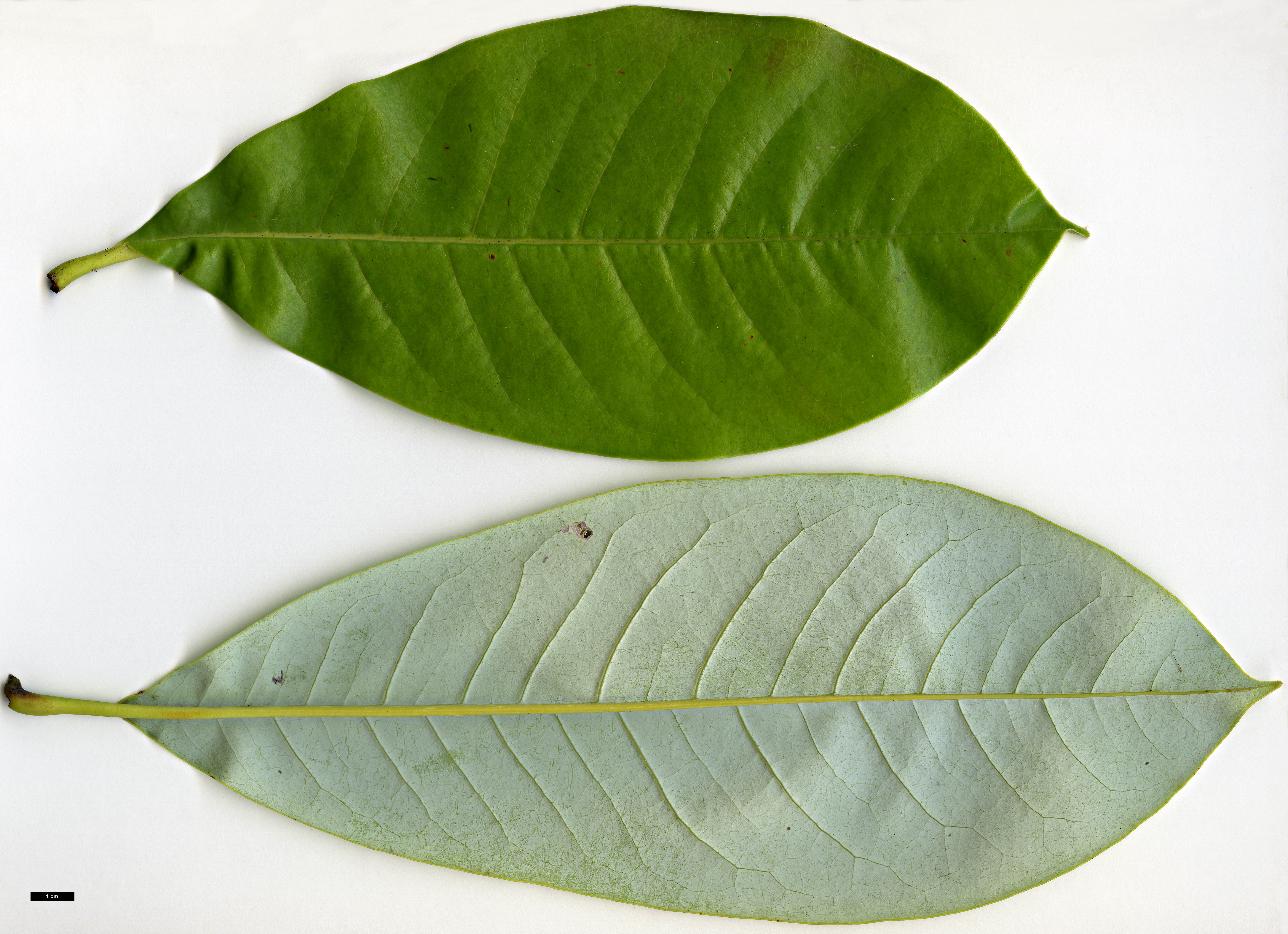 High resolution image: Family: Magnoliaceae - Genus: Magnolia - Taxon: fulva