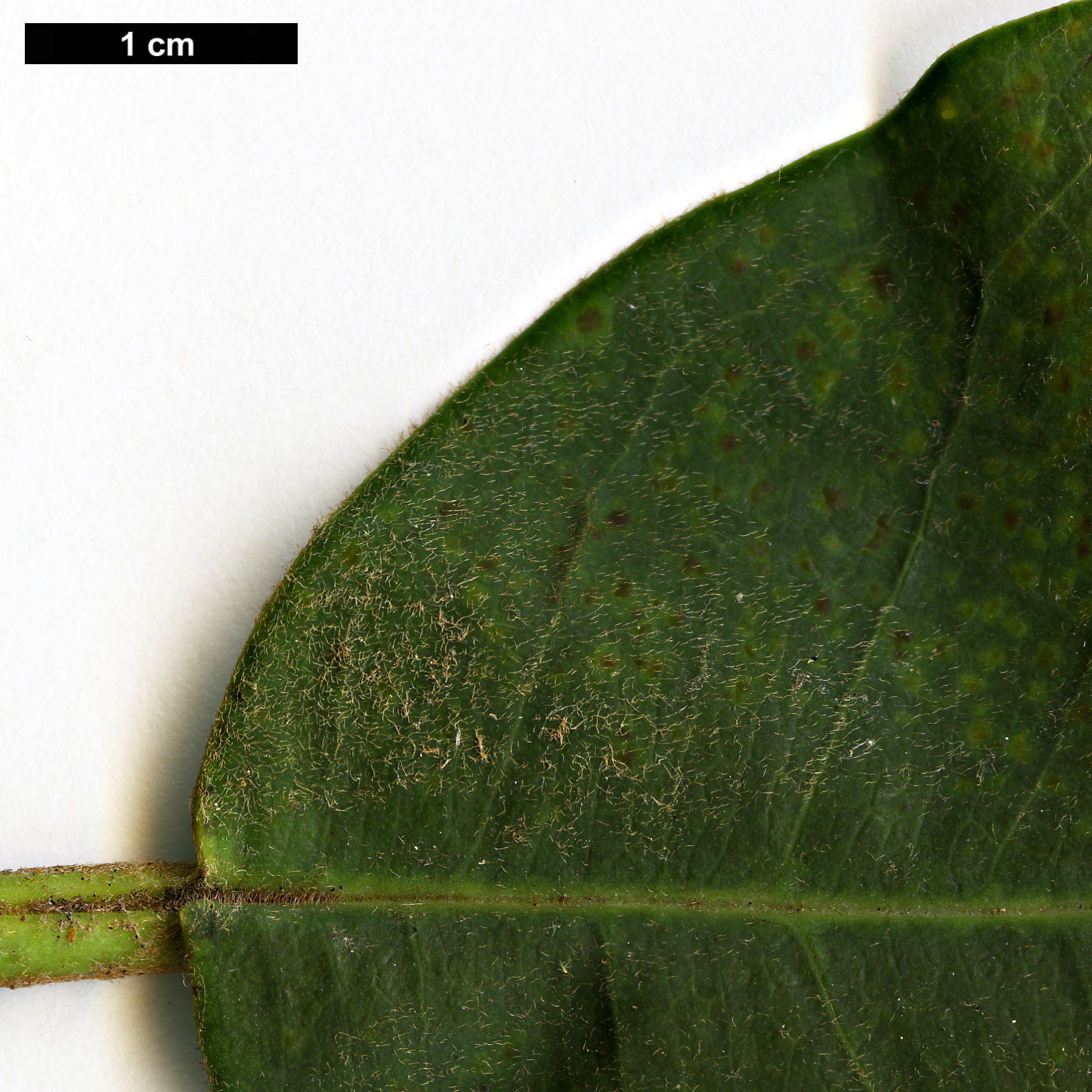 High resolution image: Family: Magnoliaceae - Genus: Magnolia - Taxon: fulva High resolution image: Family: Magnoliaceae - Genus: Magnolia - Taxon: fulva