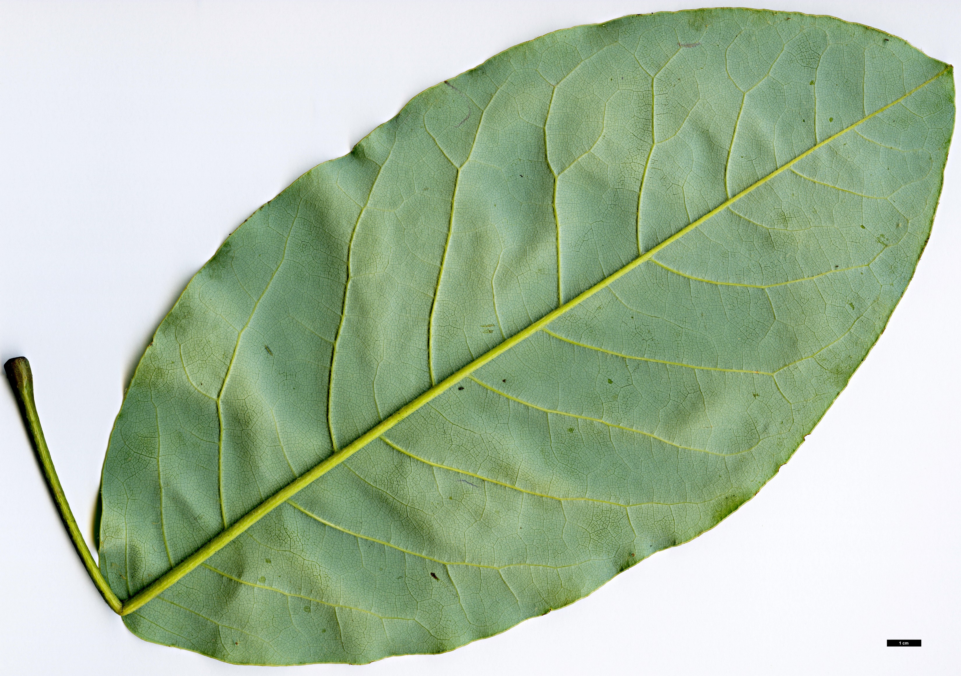 High resolution image: Family: Magnoliaceae - Genus: Magnolia - Taxon: gloriensis