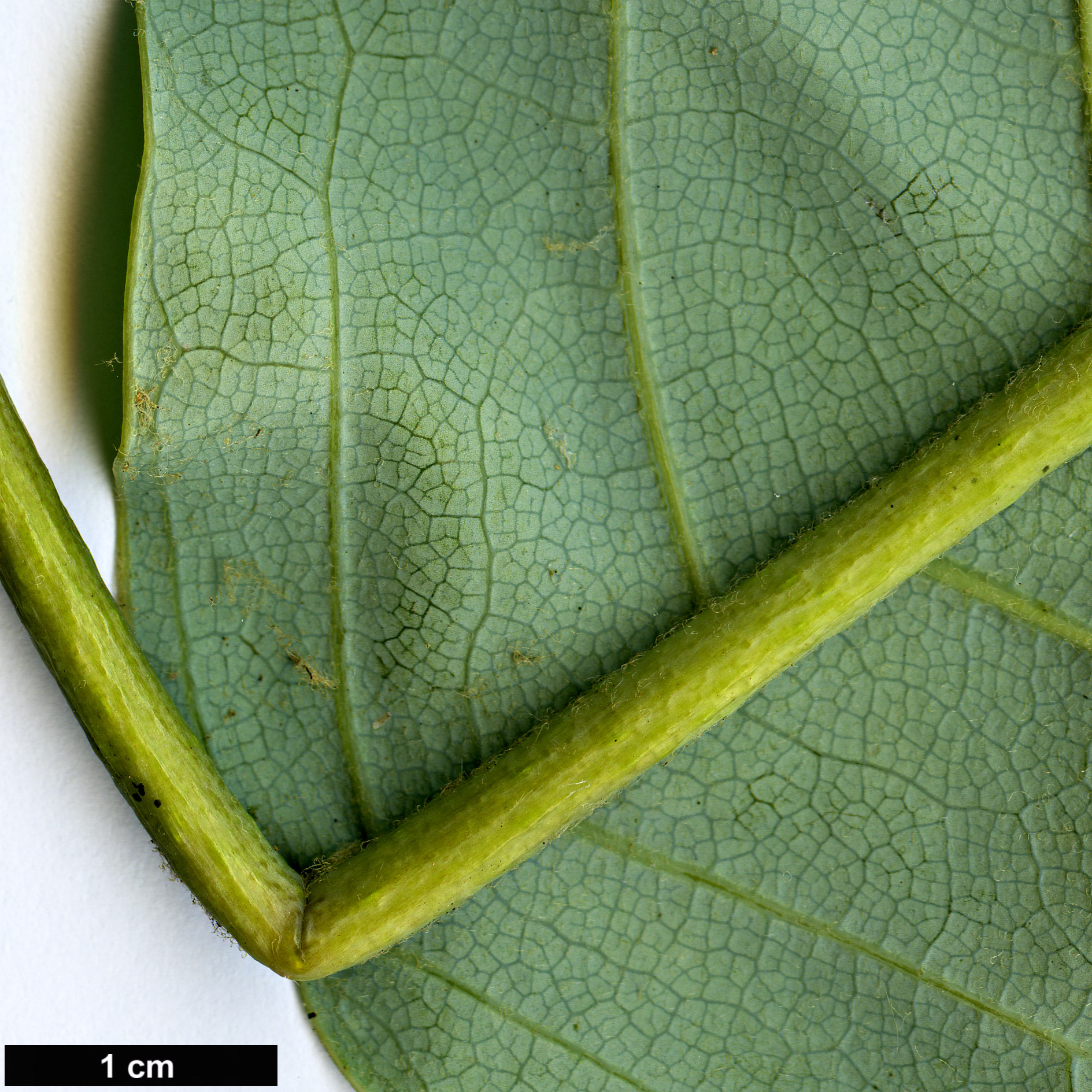 High resolution image: Family: Magnoliaceae - Genus: Magnolia - Taxon: gloriensis