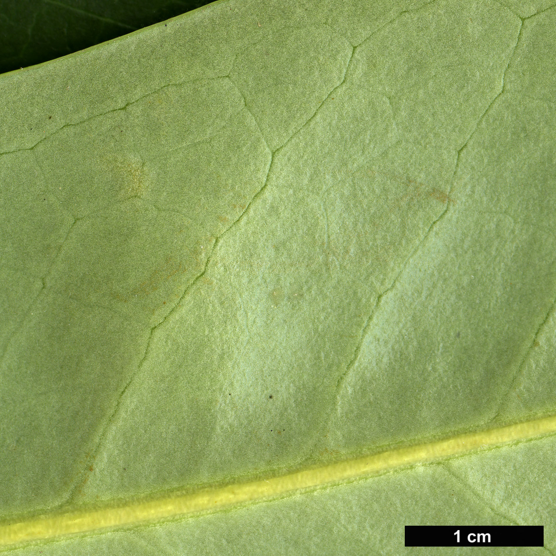 High resolution image: Family: Magnoliaceae - Genus: Magnolia - Taxon: guangnanica