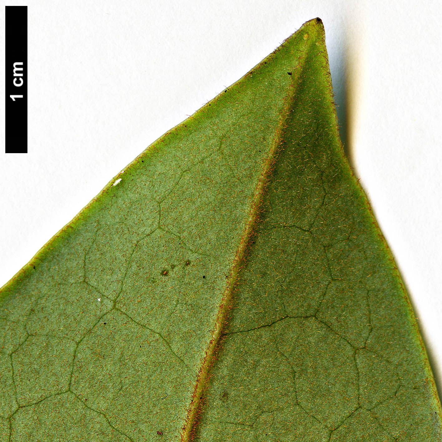 High resolution image: Family: Magnoliaceae - Genus: Magnolia - Taxon: kwangtungensis