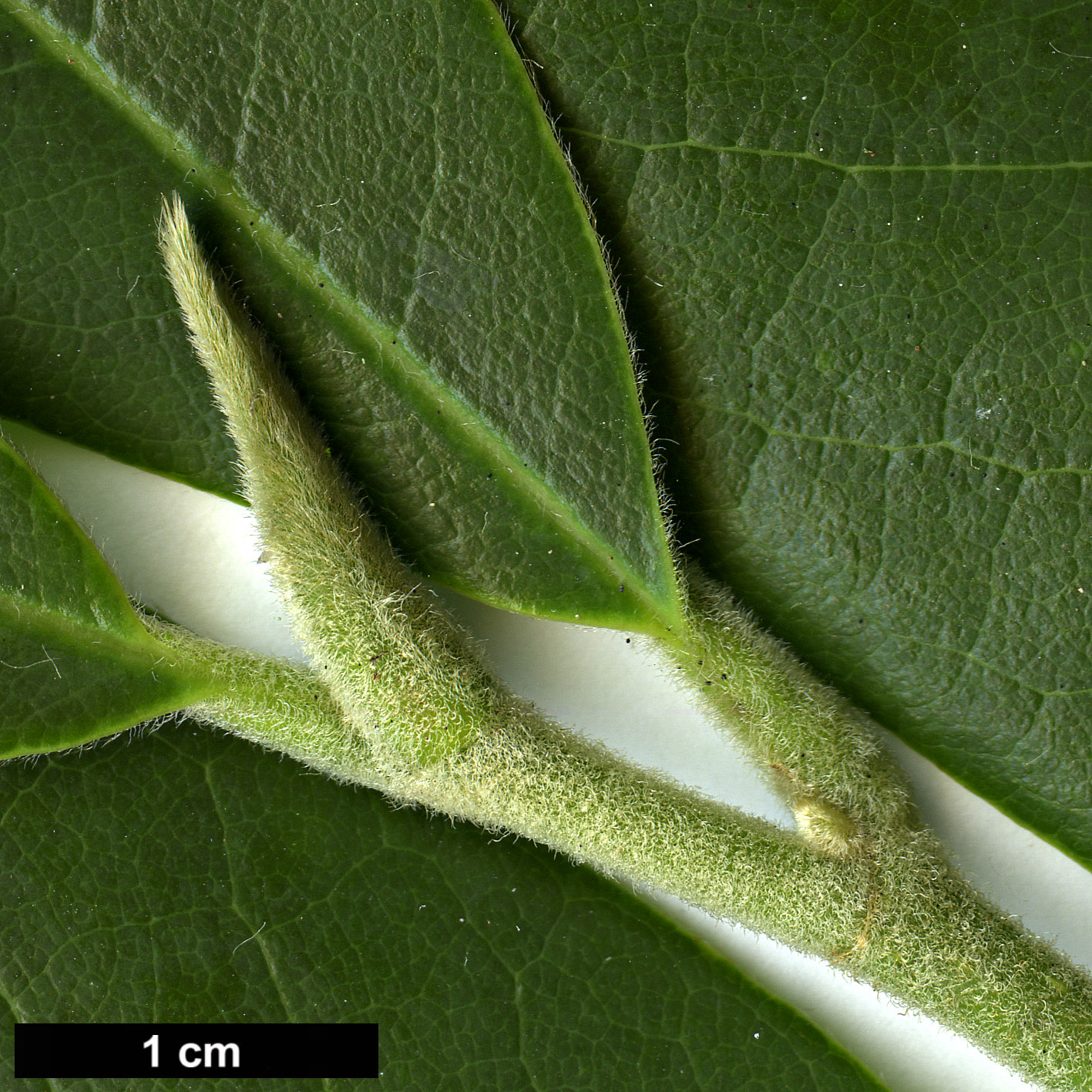 High resolution image: Family: Magnoliaceae - Genus: Magnolia - Taxon: lanuginosa High resolution image: Family: Magnoliaceae - Genus: Magnolia - Taxon: lanuginosa