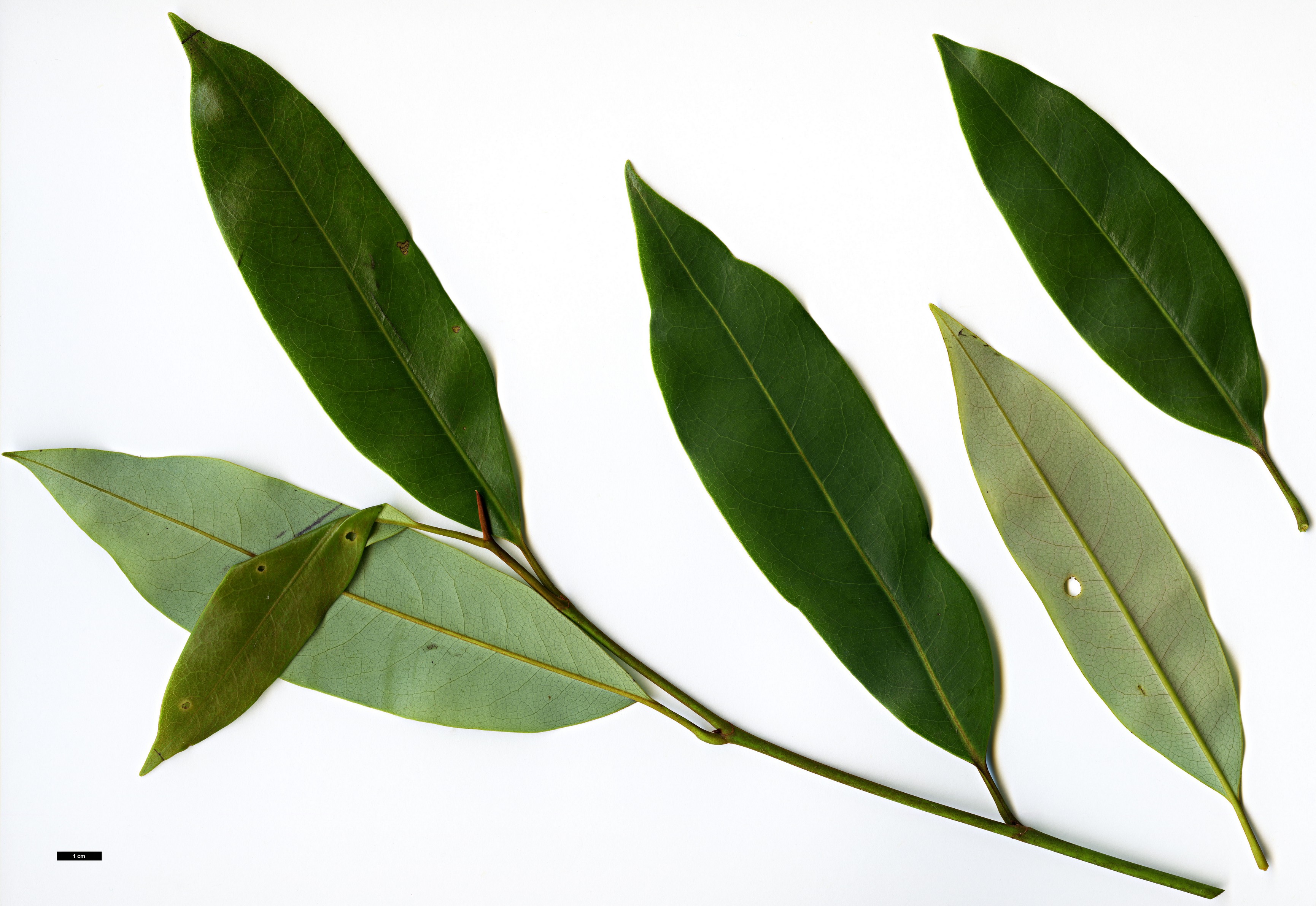 High resolution image: Family: Magnoliaceae - Genus: Magnolia - Taxon: leveilleana