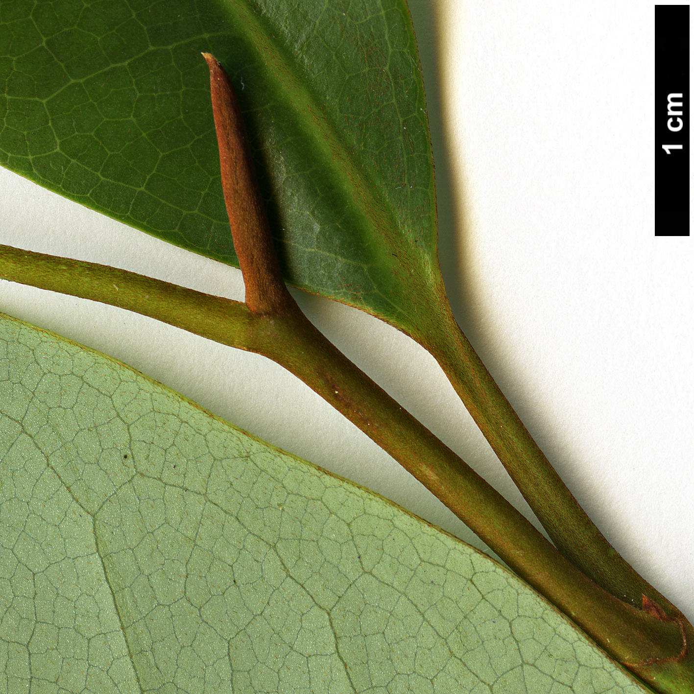 High resolution image: Family: Magnoliaceae - Genus: Magnolia - Taxon: leveilleana