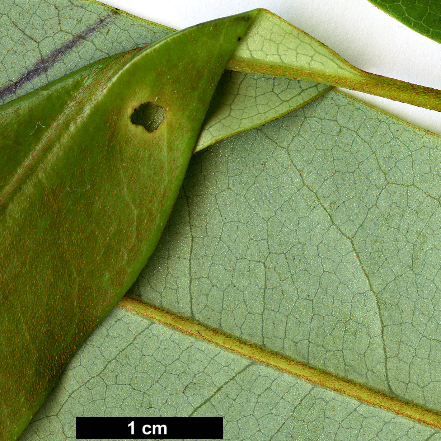 High resolution image: Family: Magnoliaceae - Genus: Magnolia - Taxon: leveilleana