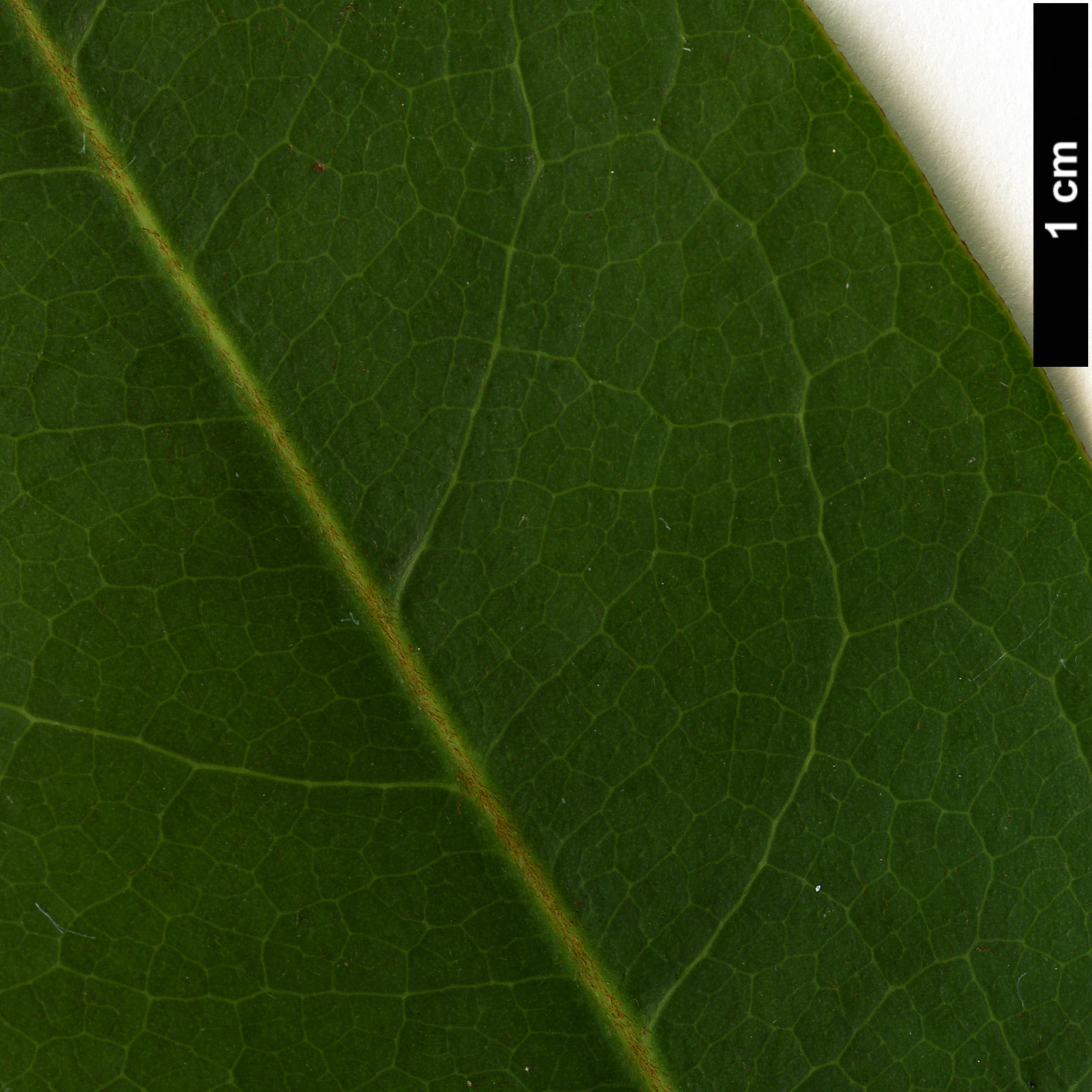 High resolution image: Family: Magnoliaceae - Genus: Magnolia - Taxon: leveilleana