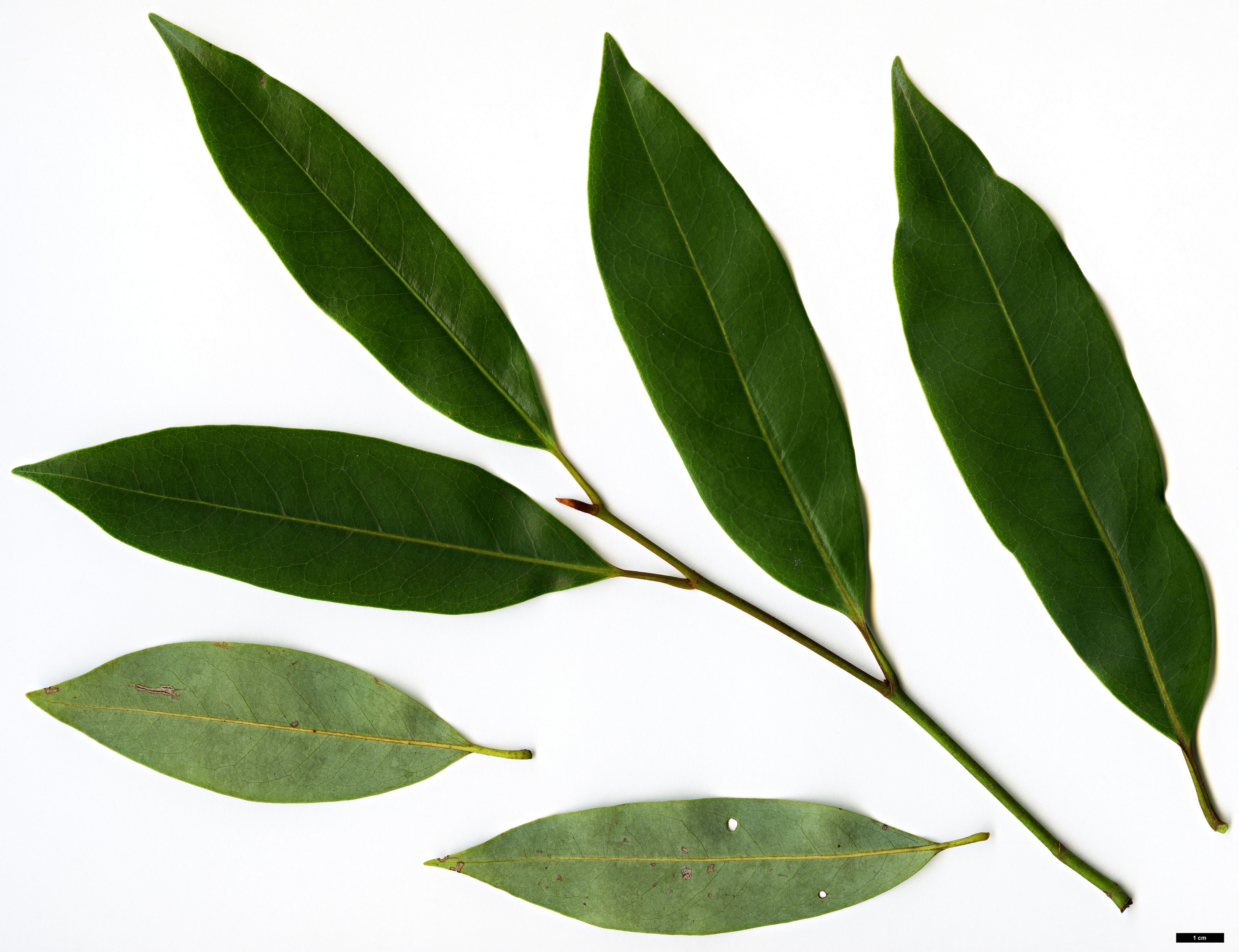 High resolution image: Family: Magnoliaceae - Genus: Magnolia - Taxon: leveilleana