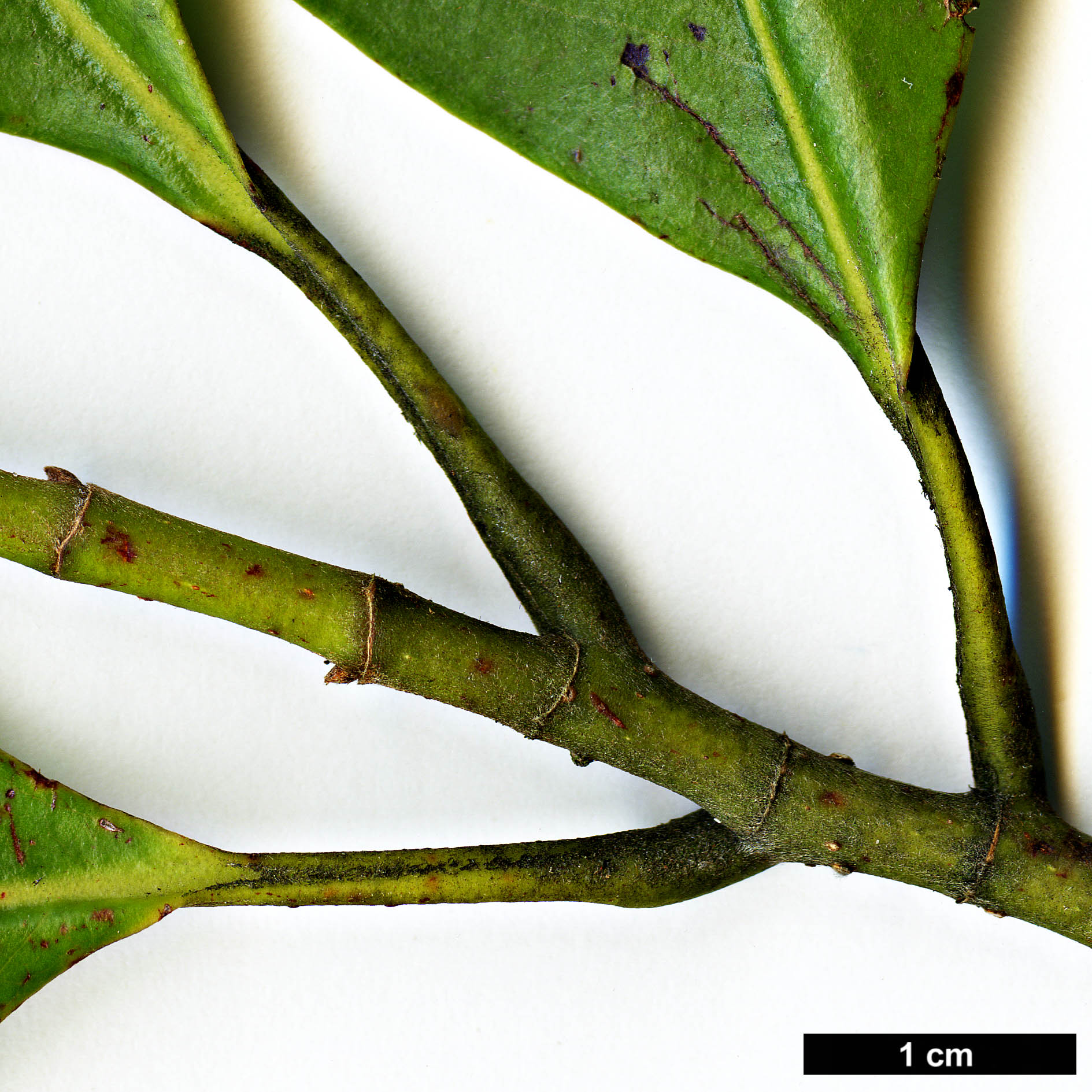 High resolution image: Family: Magnoliaceae - Genus: Magnolia - Taxon: macclurei High resolution image: Family: Magnoliaceae - Genus: Magnolia - Taxon: macclurei