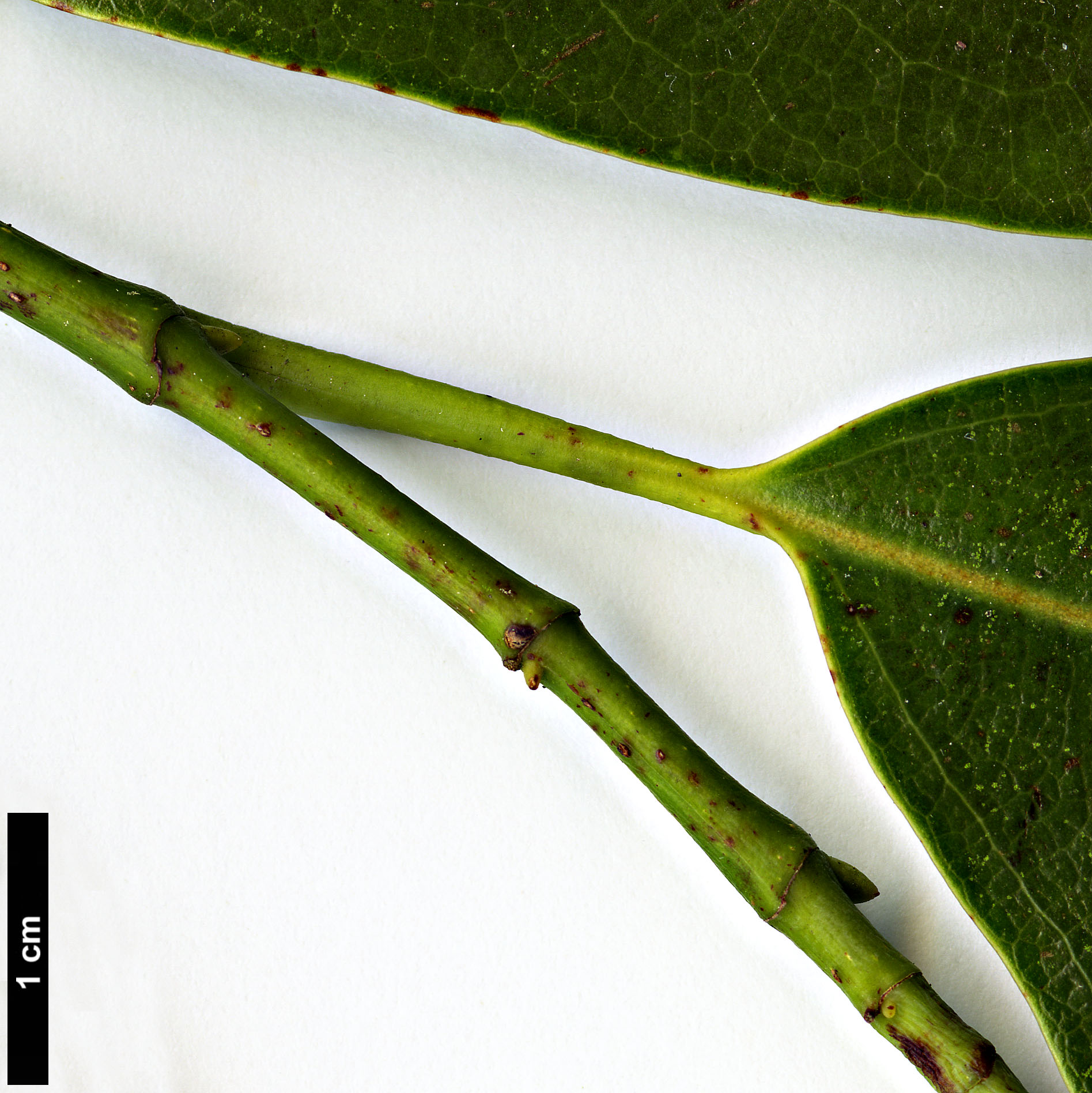 High resolution image: Family: Magnoliaceae - Genus: Magnolia - Taxon: macclurei