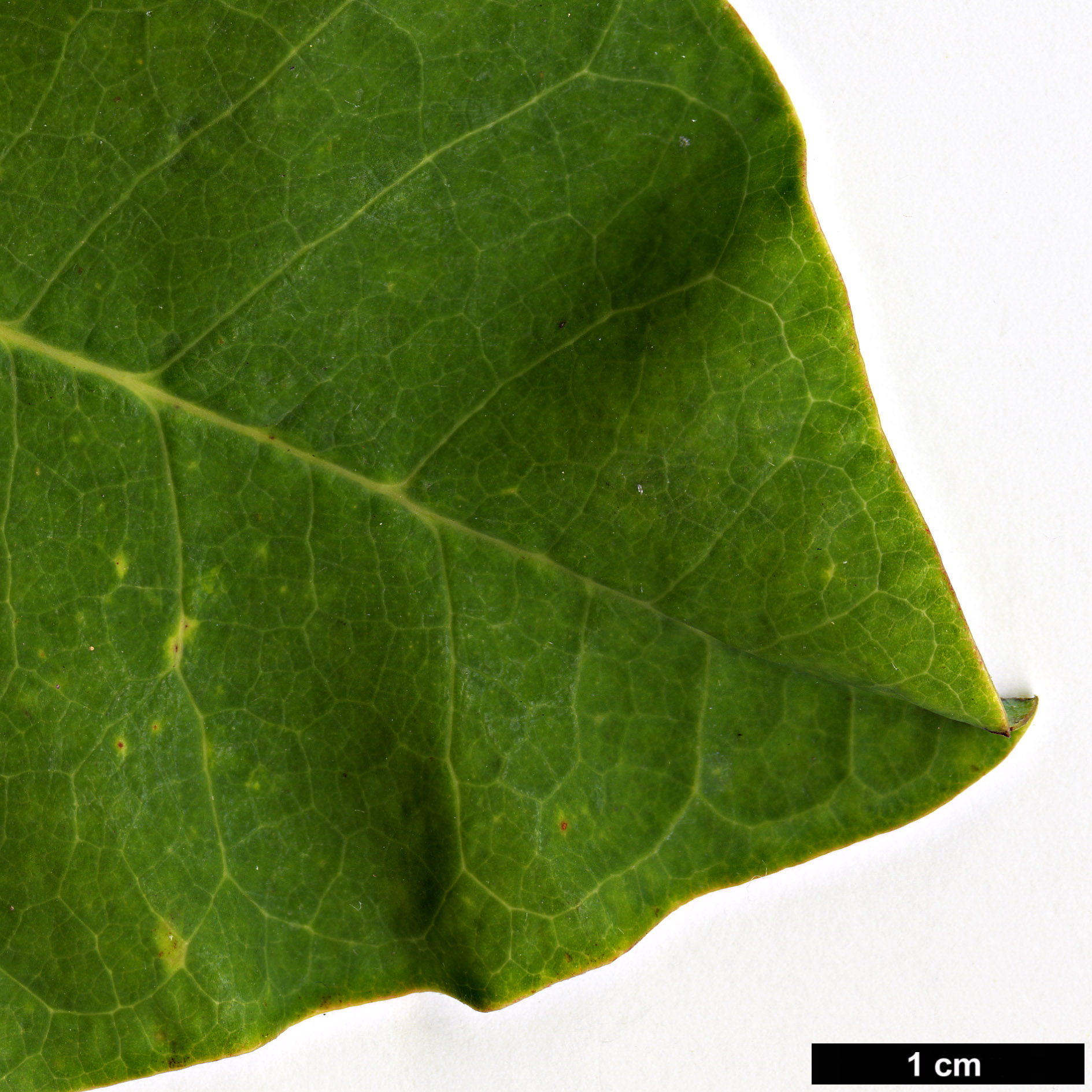 High resolution image: Family: Magnoliaceae - Genus: Magnolia - Taxon: obovata