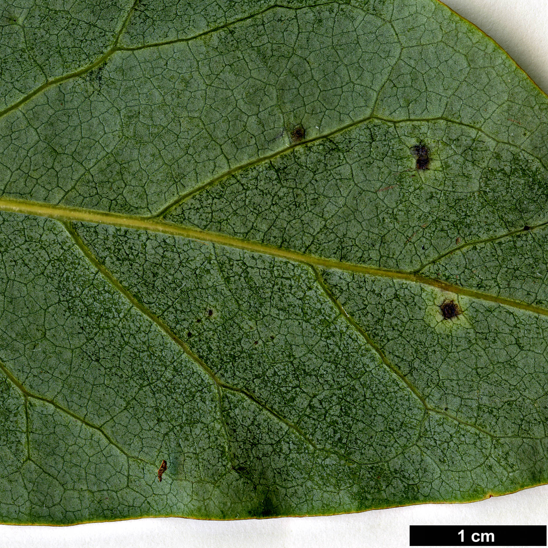 High resolution image: Family: Magnoliaceae - Genus: Magnolia - Taxon: salicifolia