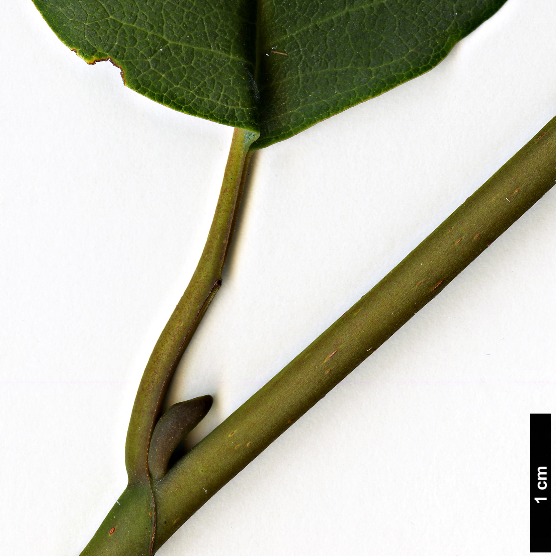 High resolution image: Family: Magnoliaceae - Genus: Magnolia - Taxon: salicifolia