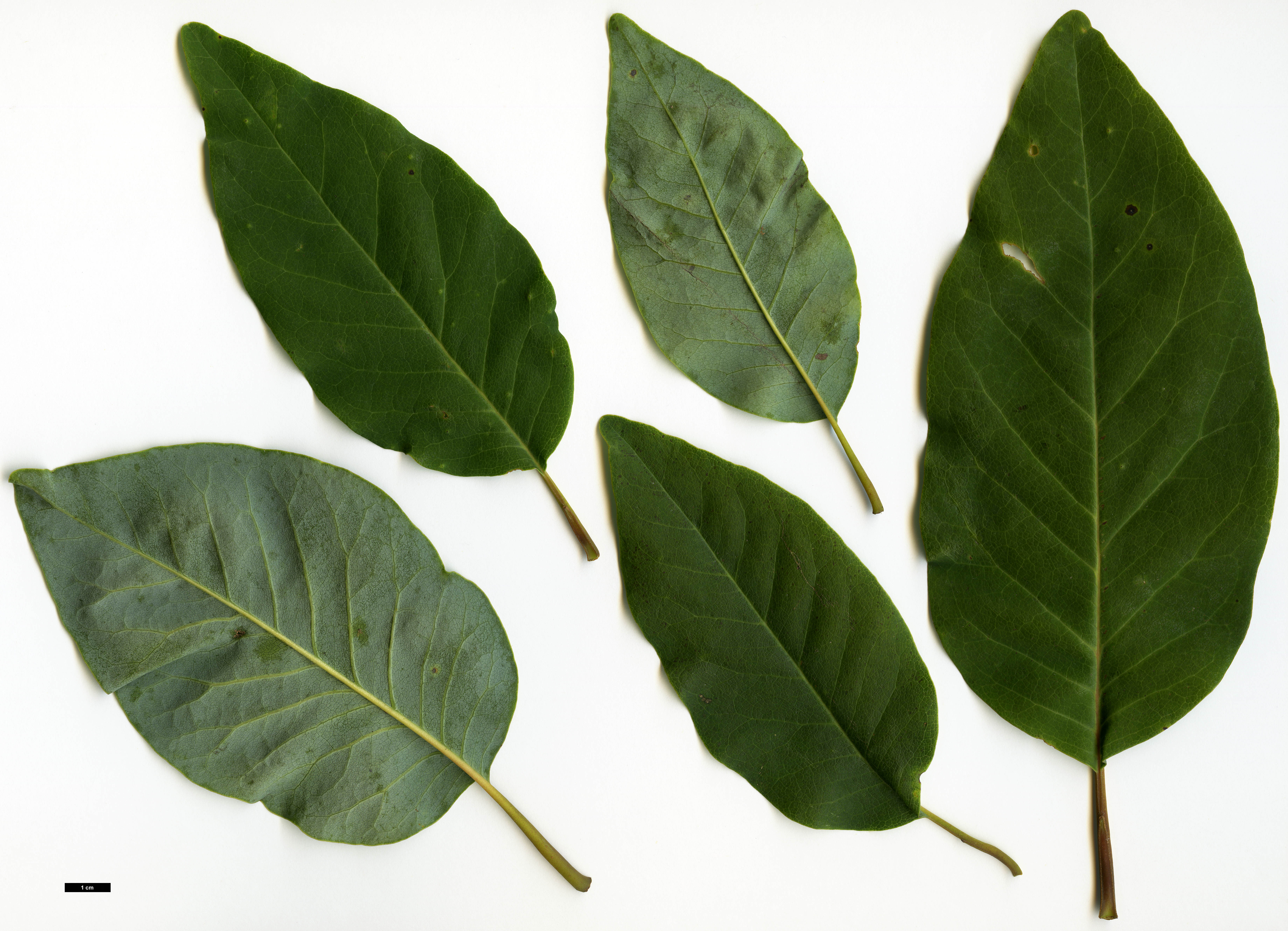 High resolution image: Family: Magnoliaceae - Genus: Magnolia - Taxon: salicifolia