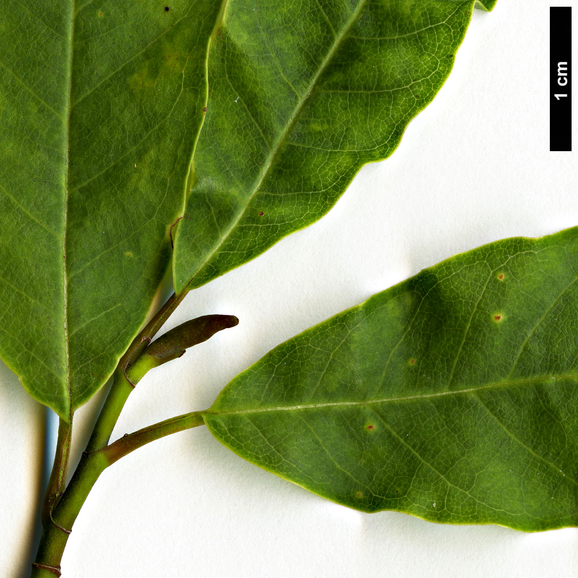 High resolution image: Family: Magnoliaceae - Genus: Magnolia - Taxon: salicifolia