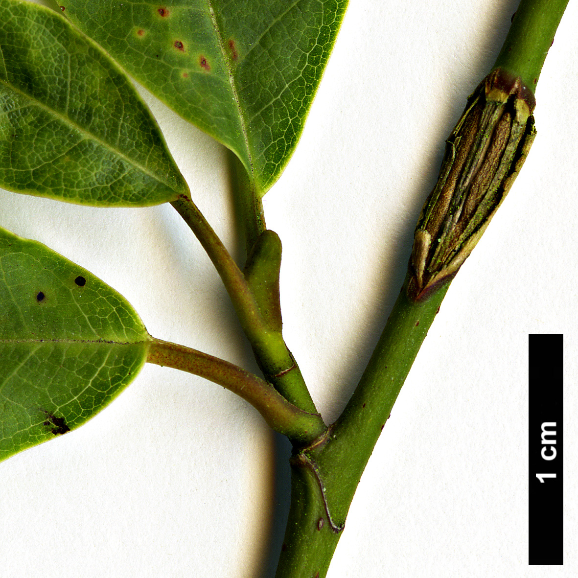 High resolution image: Family: Magnoliaceae - Genus: Magnolia - Taxon: salicifolia