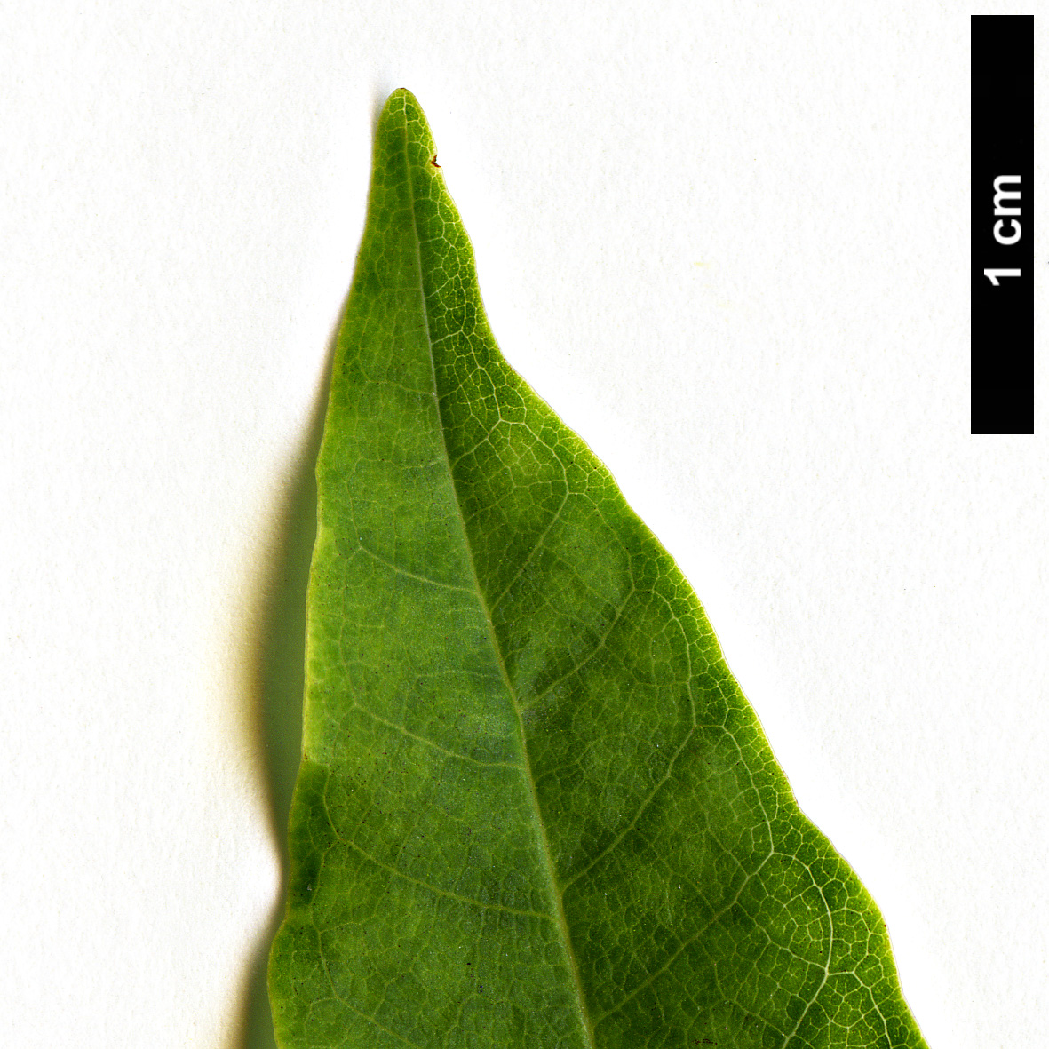 High resolution image: Family: Magnoliaceae - Genus: Magnolia - Taxon: salicifolia