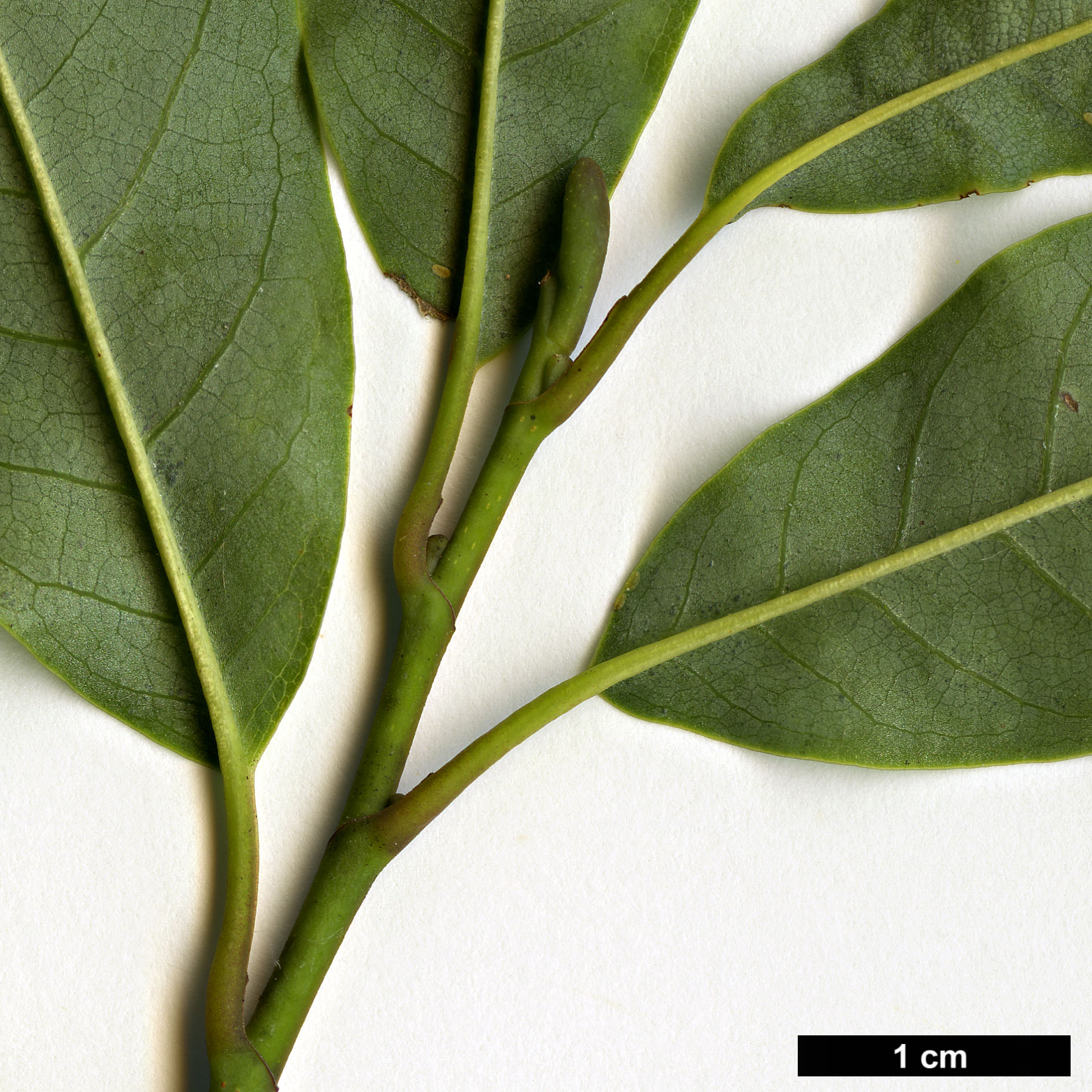 High resolution image: Family: Magnoliaceae - Genus: Magnolia - Taxon: salicifolia