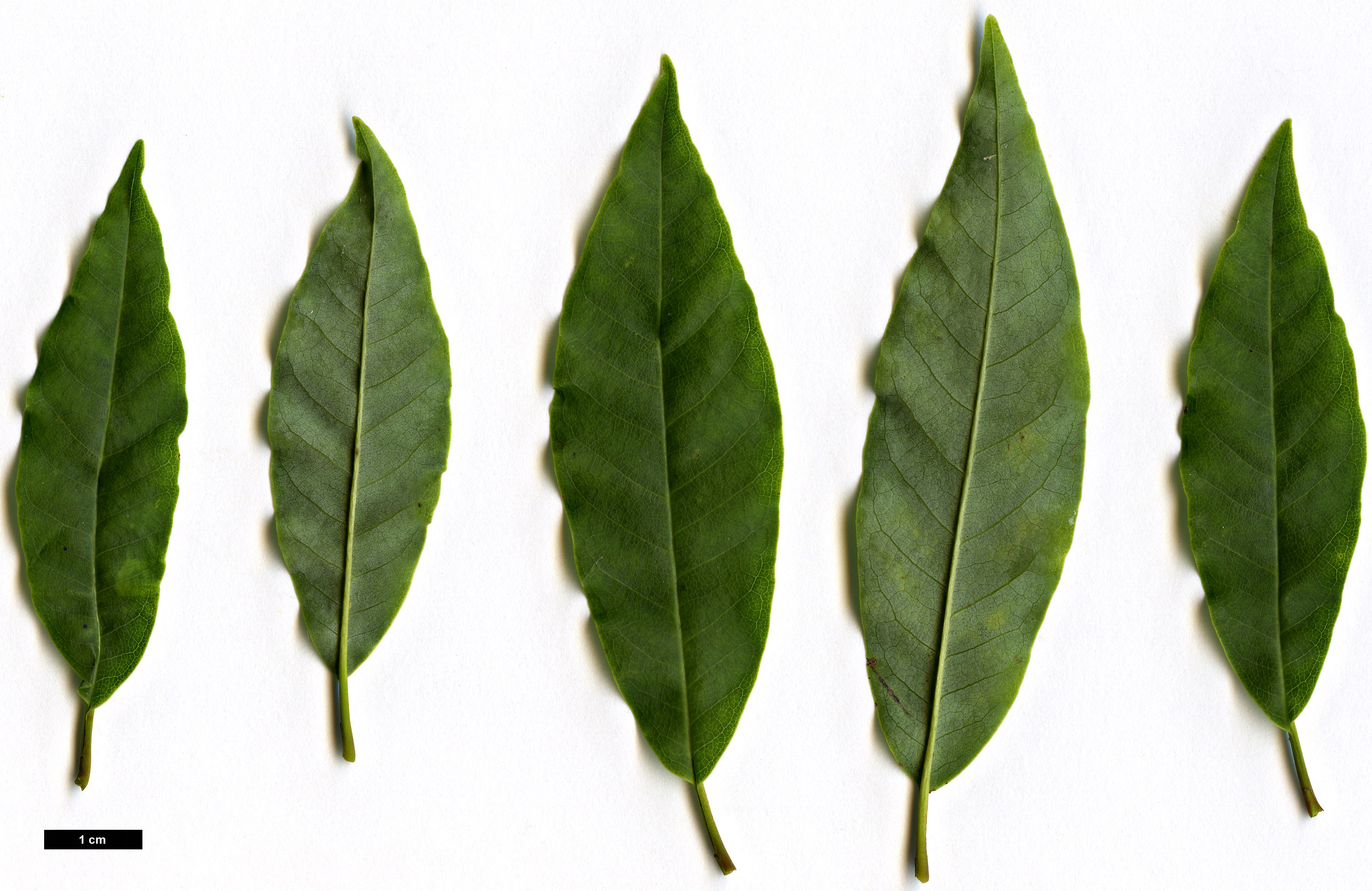 High resolution image: Family: Magnoliaceae - Genus: Magnolia - Taxon: salicifolia