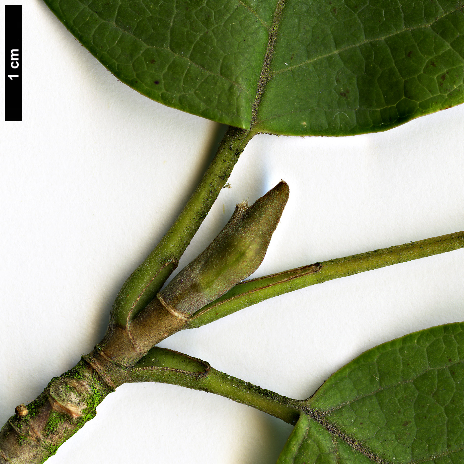 High resolution image: Family: Magnoliaceae - Genus: Magnolia - Taxon: sieboldii High resolution image: Family: Magnoliaceae - Genus: Magnolia - Taxon: sieboldii
