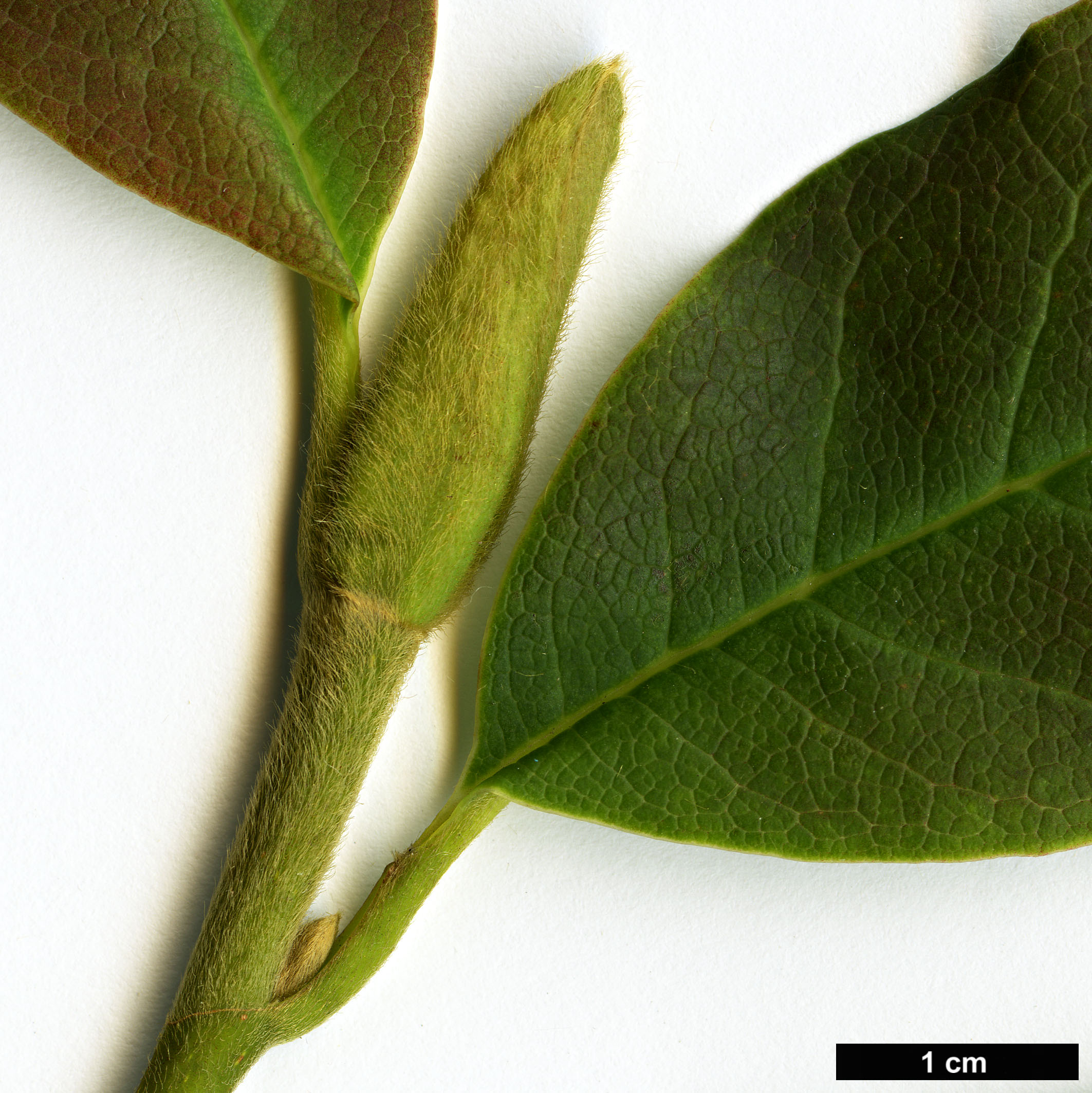 High resolution image: Family: Magnoliaceae - Genus: Magnolia - Taxon: sinostellata