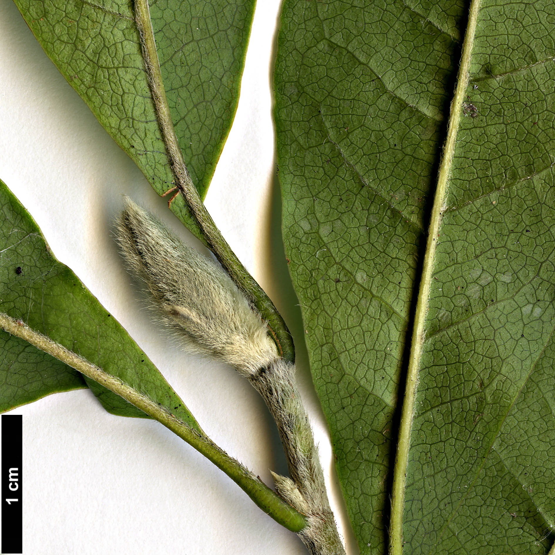 High resolution image: Family: Magnoliaceae - Genus: Magnolia - Taxon: stellata