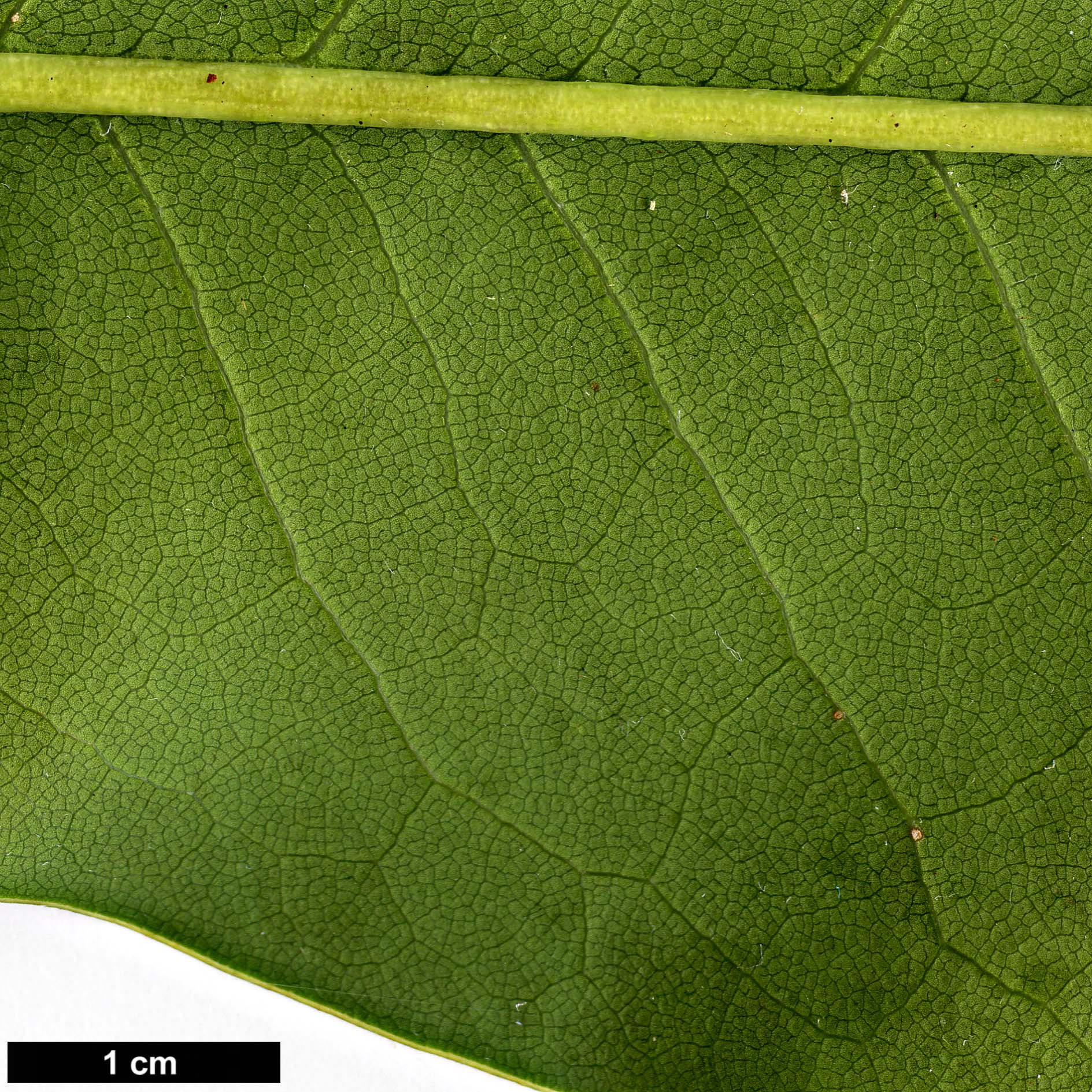 High resolution image: Family: Magnoliaceae - Genus: Magnolia - Taxon: tamaulipana High resolution image: Family: Magnoliaceae - Genus: Magnolia - Taxon: tamaulipana