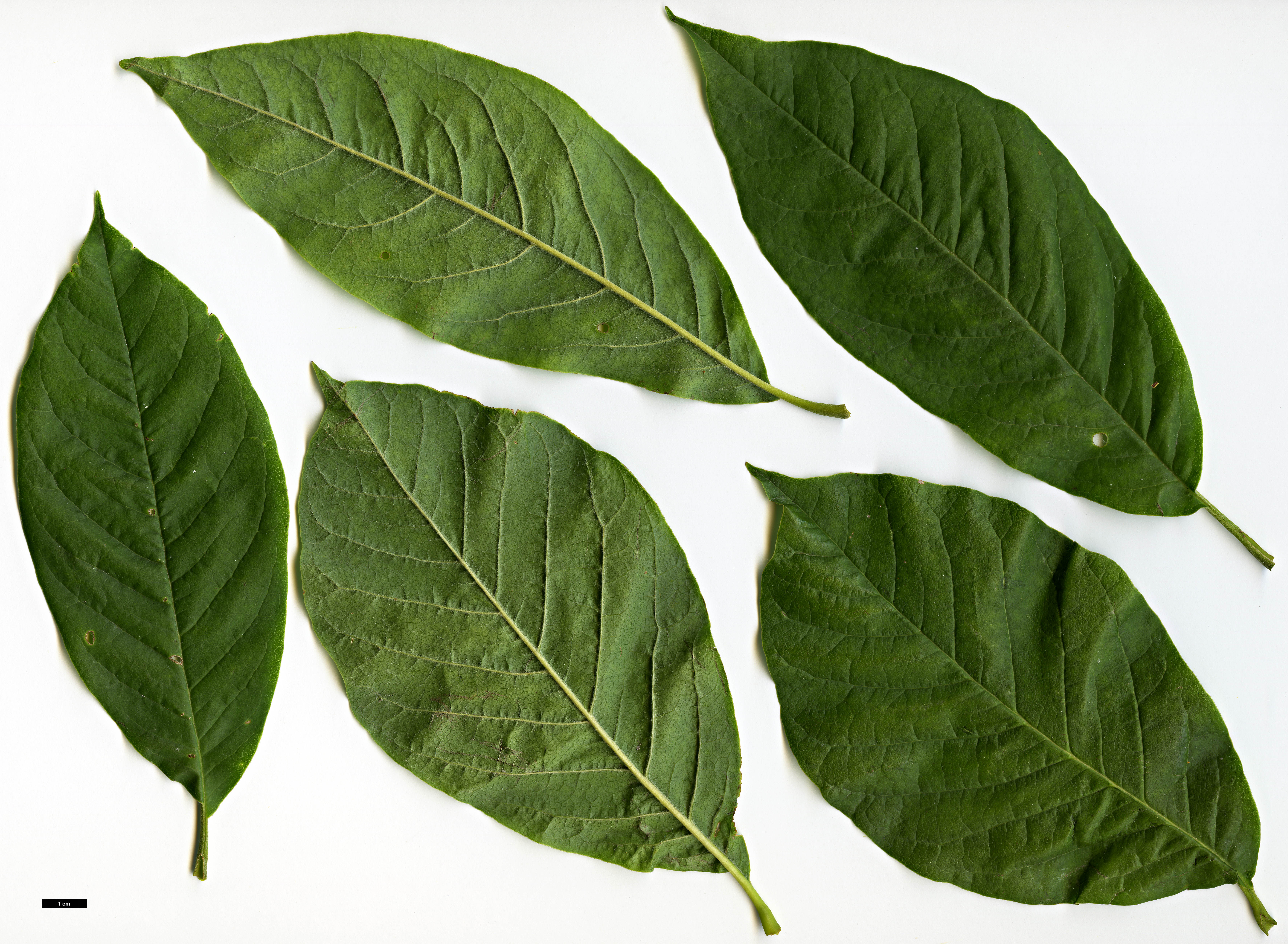 High resolution image: Family: Magnoliaceae - Genus: Magnolia - Taxon: zenii