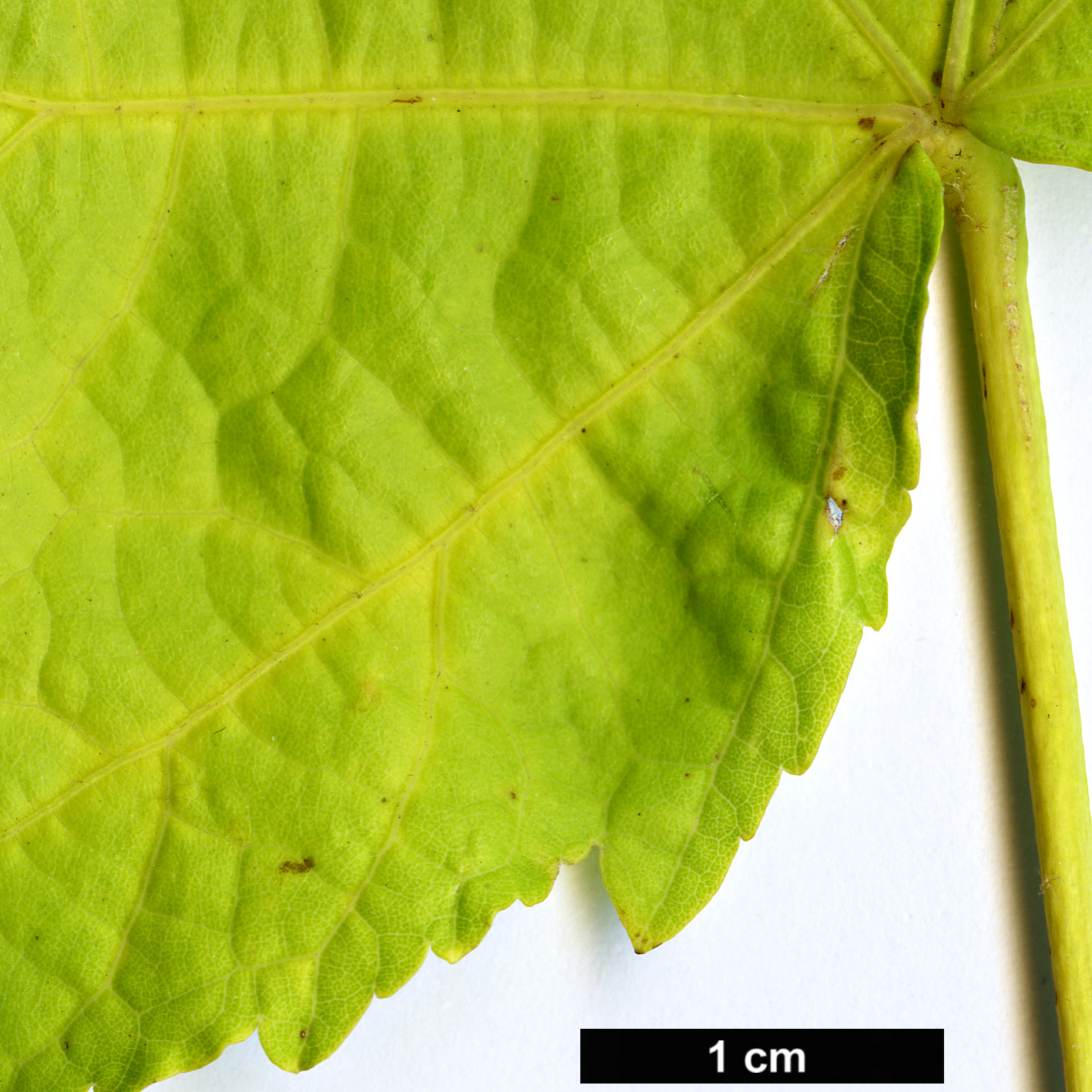 High resolution image: Family: Malvaceae - Genus: Abutilon - Taxon: venosum High resolution image: Family: Malvaceae - Genus: Abutilon - Taxon: venosum
