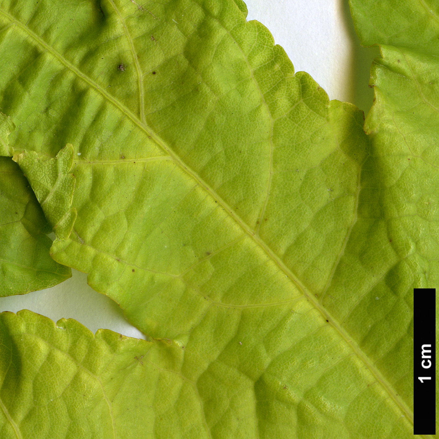 High resolution image: Family: Malvaceae - Genus: Abutilon - Taxon: venosum